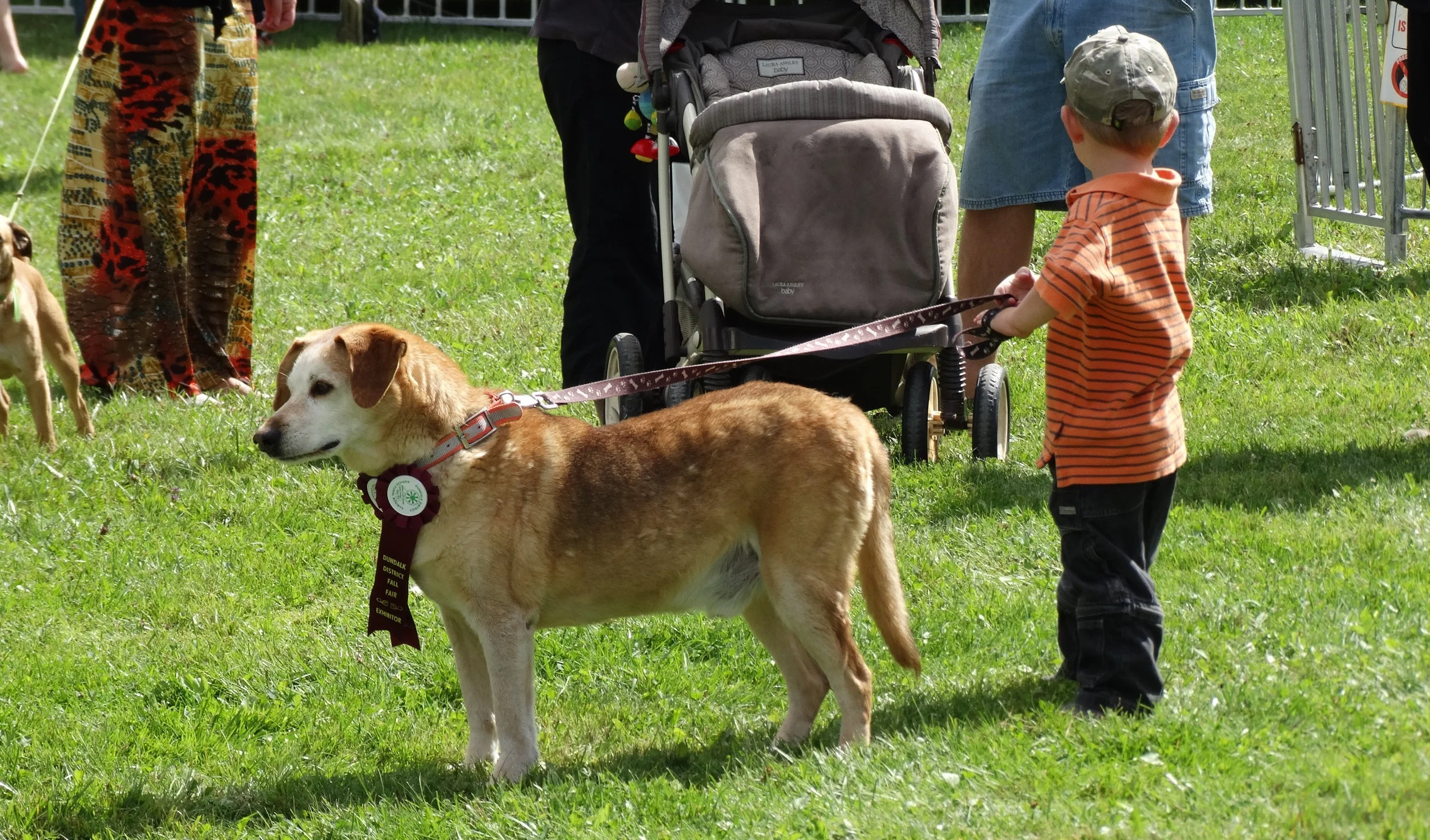 pet-show-boy.jpg