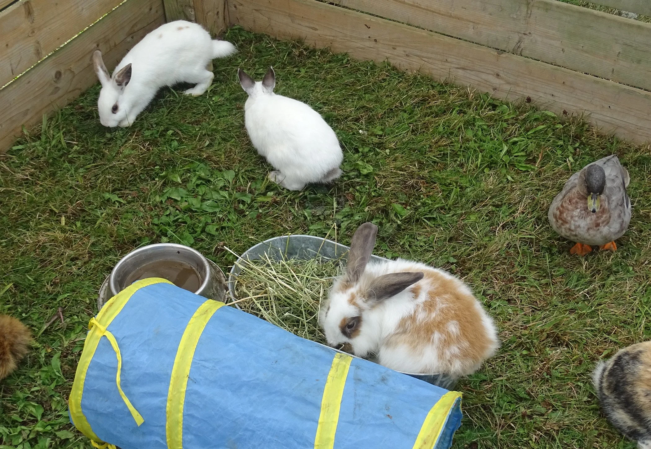 Rabbits.jpg