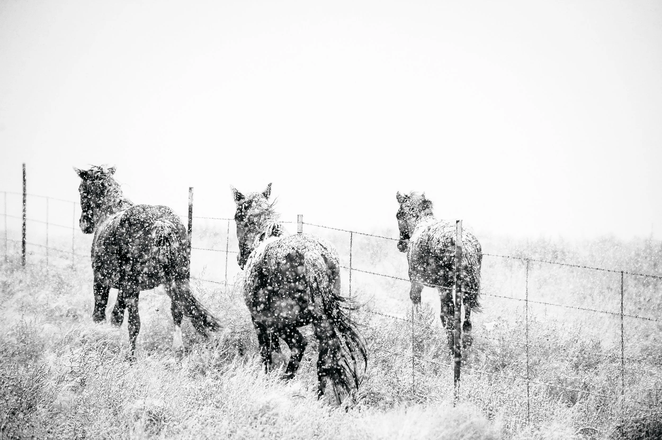Portrait of horses running in the snow in Park City, Utah during the winter.