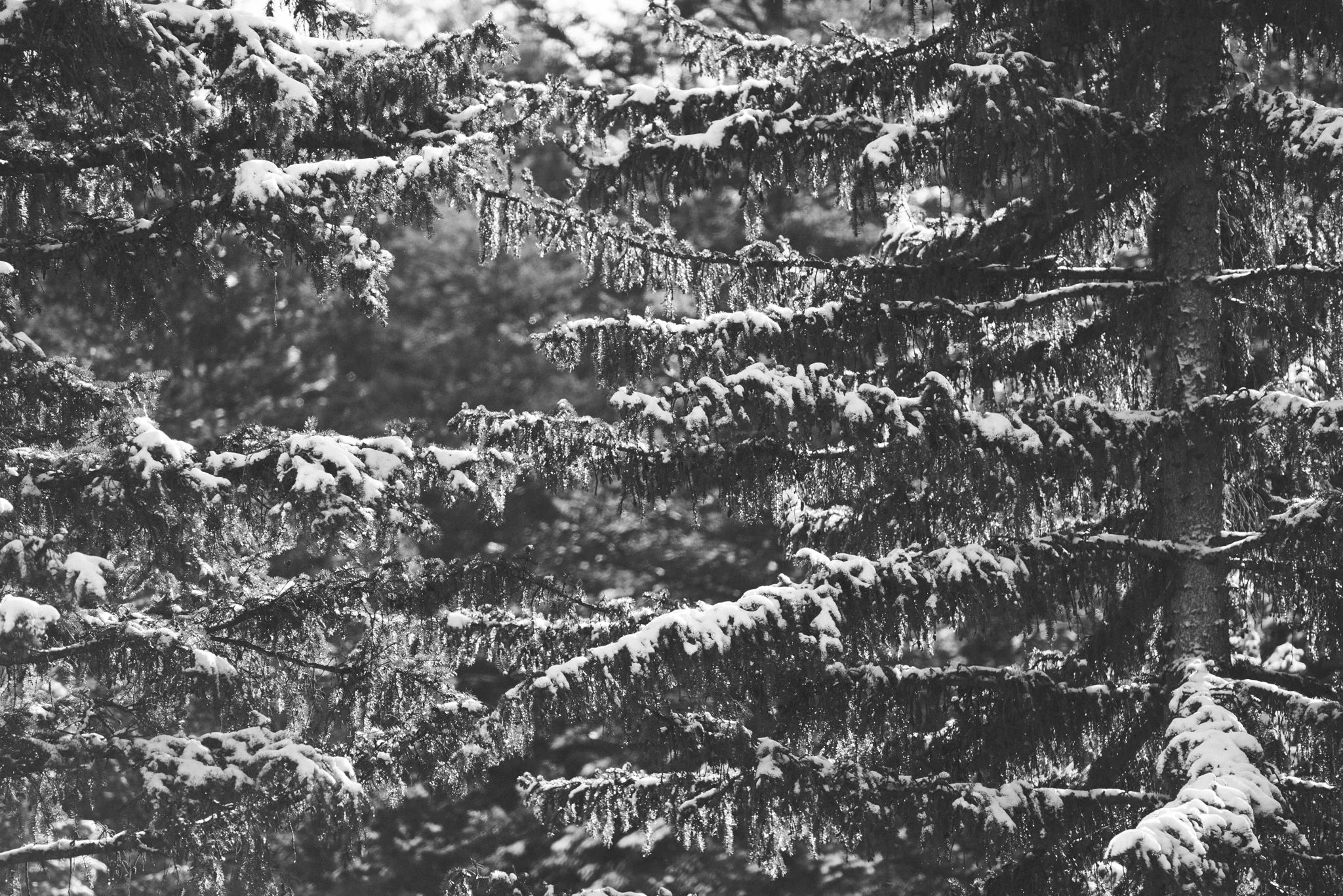 Sundance Resort Wedding Photographer Trevor Hooper
