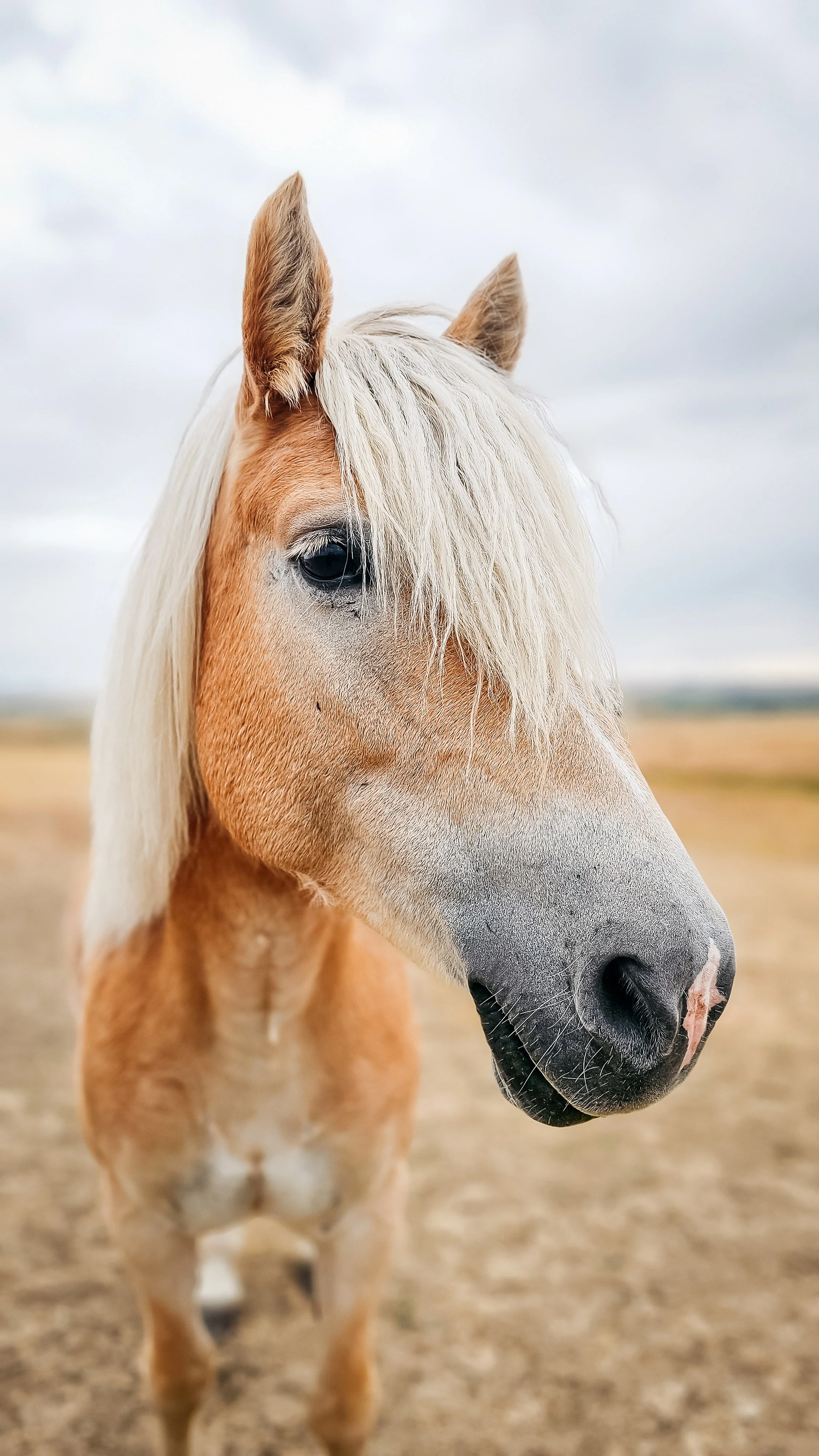 Equine portrait of horse in Park City, Utah during the summer. 