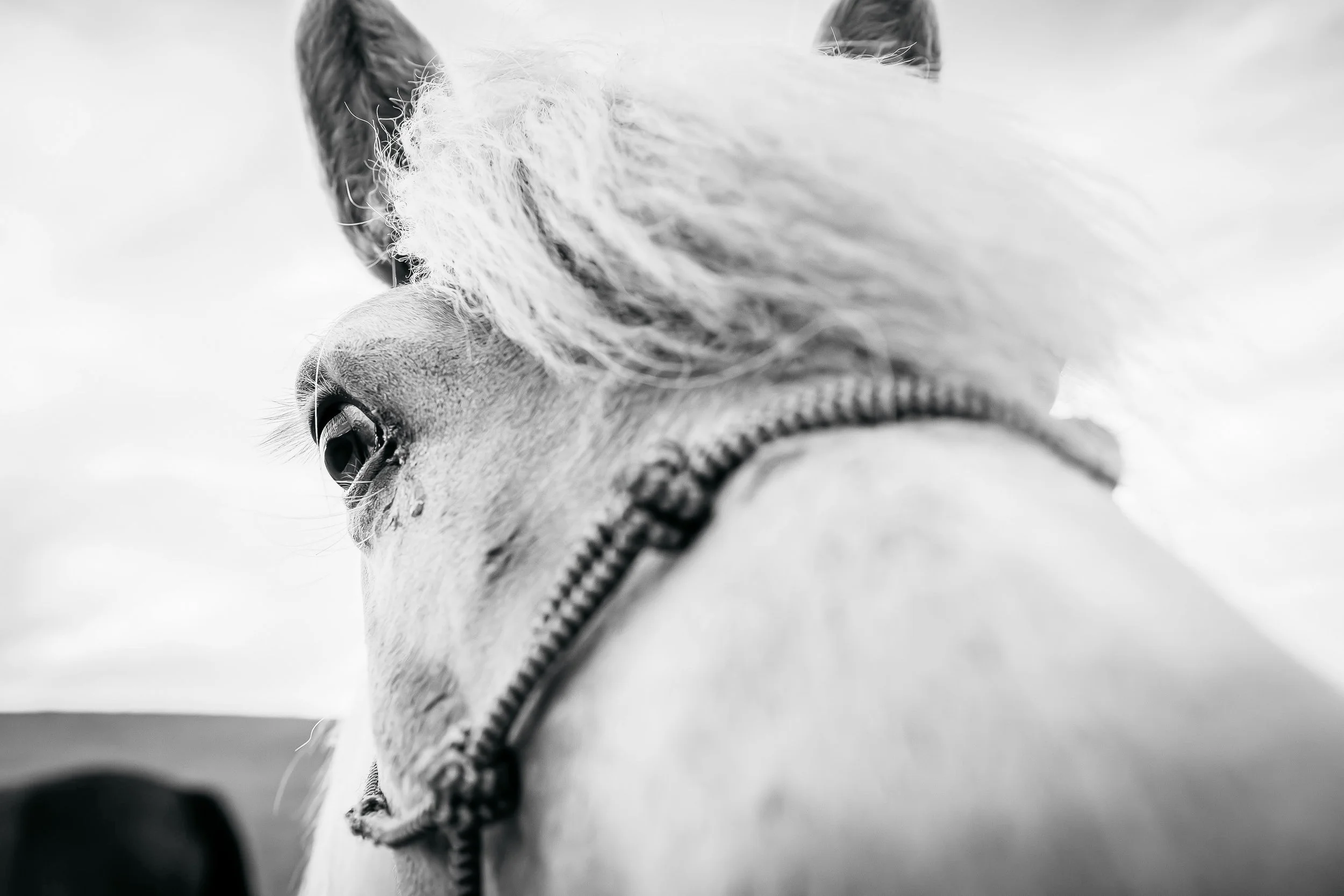 Equine portrait of horse in Park City, Utah during the summer. 