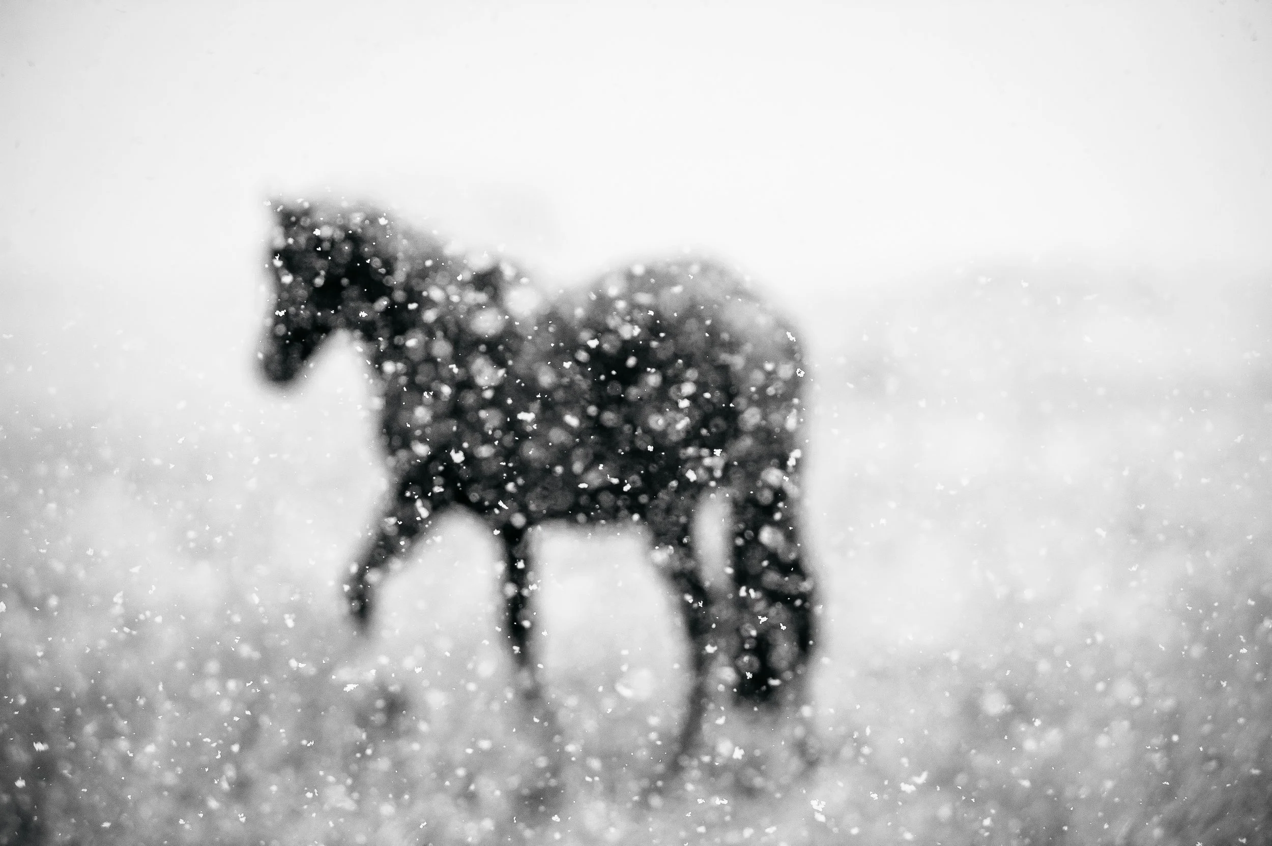 Portrait of a horse walking in the snow in Park City, Utah during the winter.