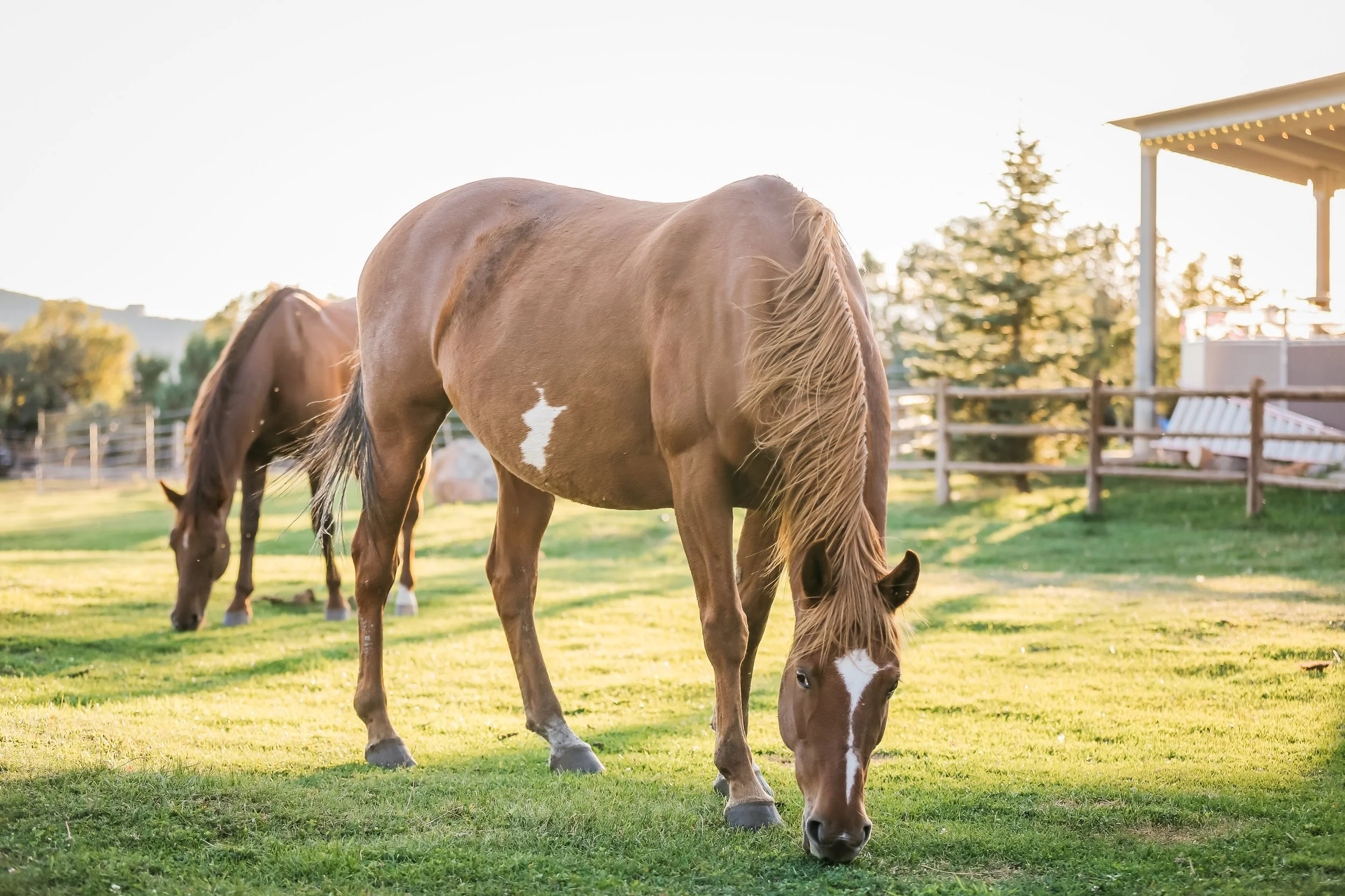 Portrait of horses in Heber City, Utah during the summer. 