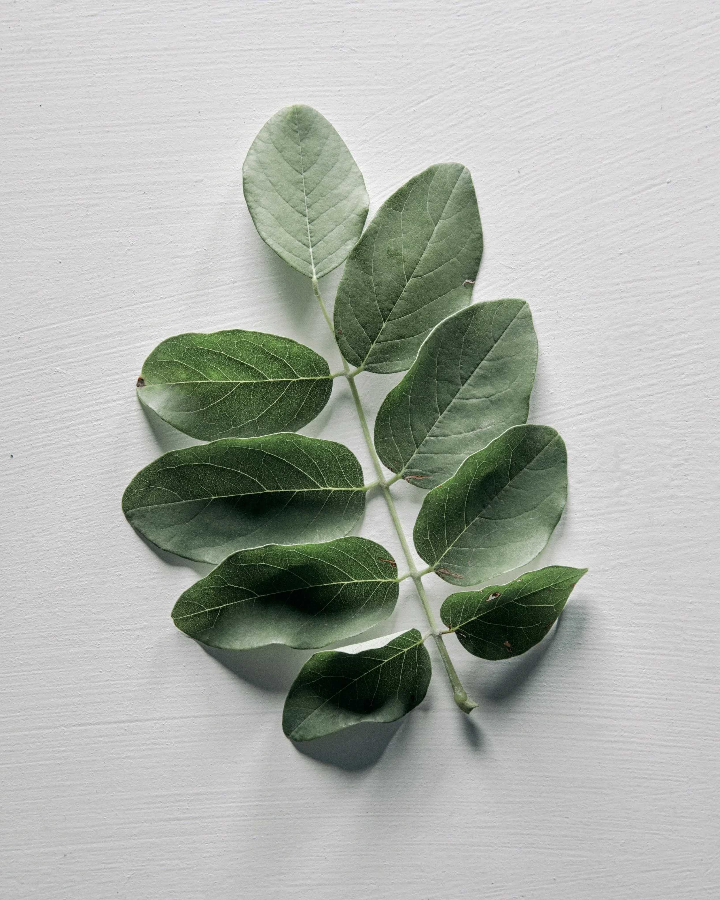 TEST_240730_leaves-0455.jpg
