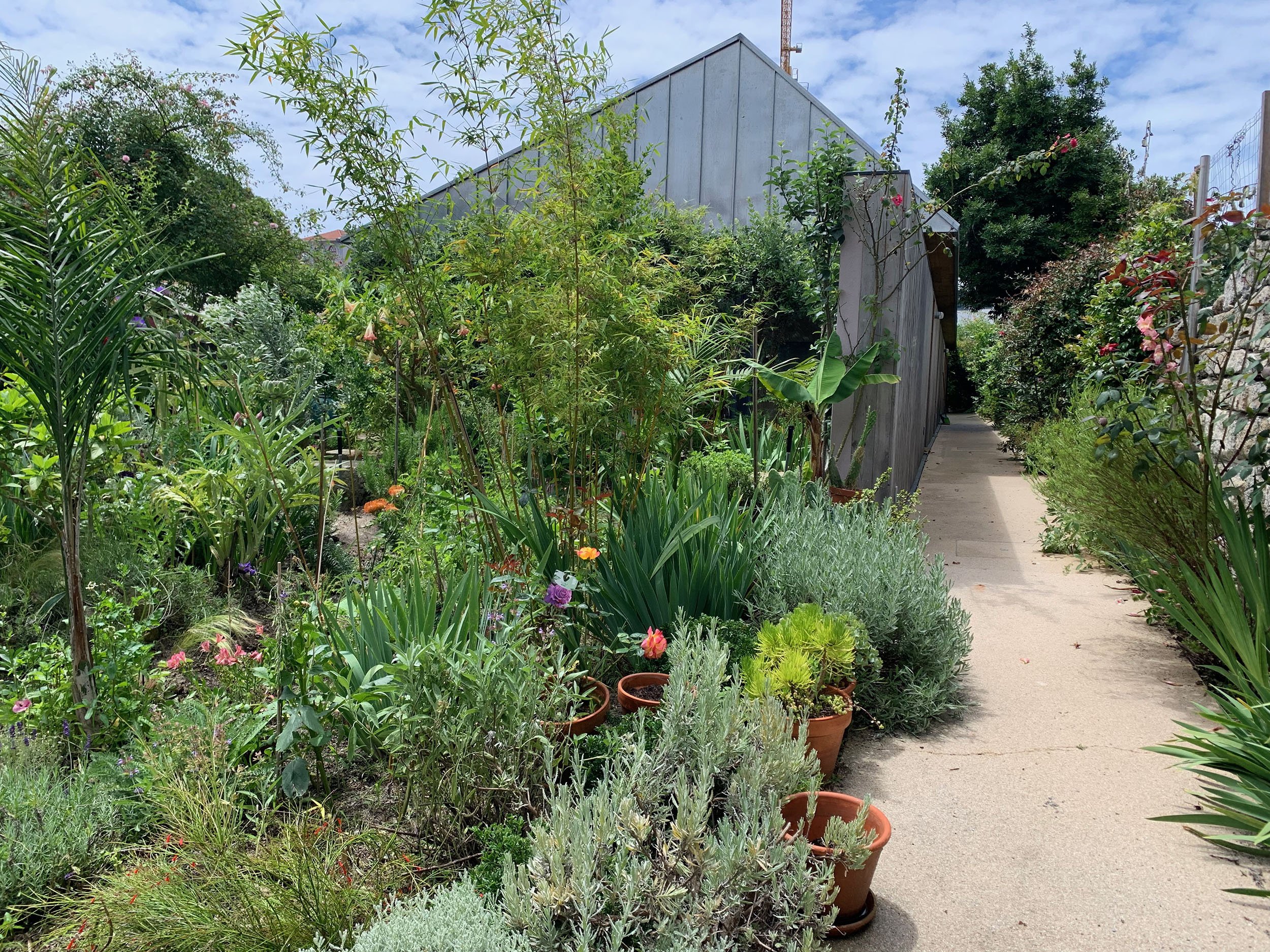   View of the pathway to the rear building and central garden  