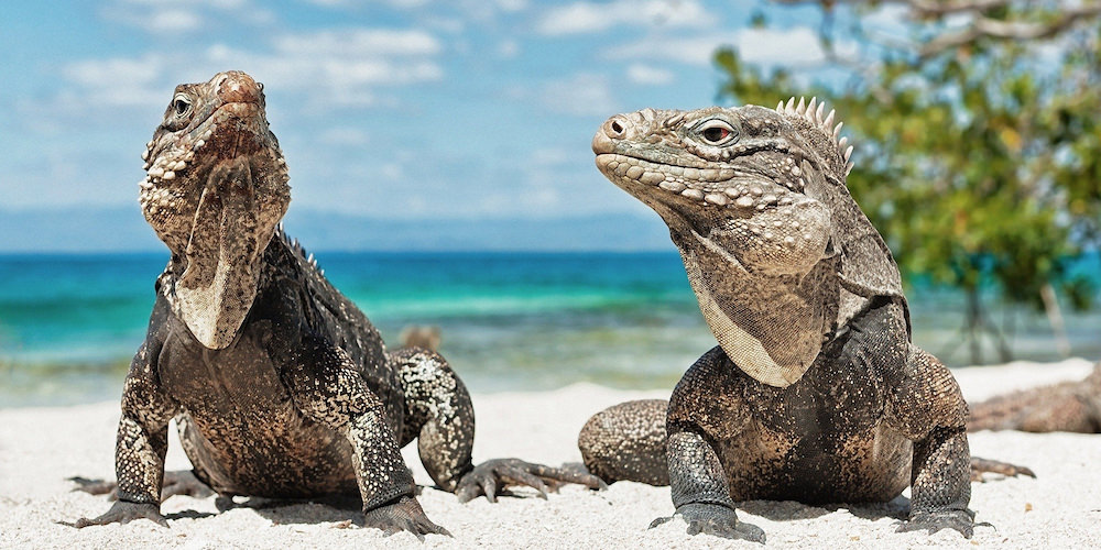 iguana-beach-aruba.jpg