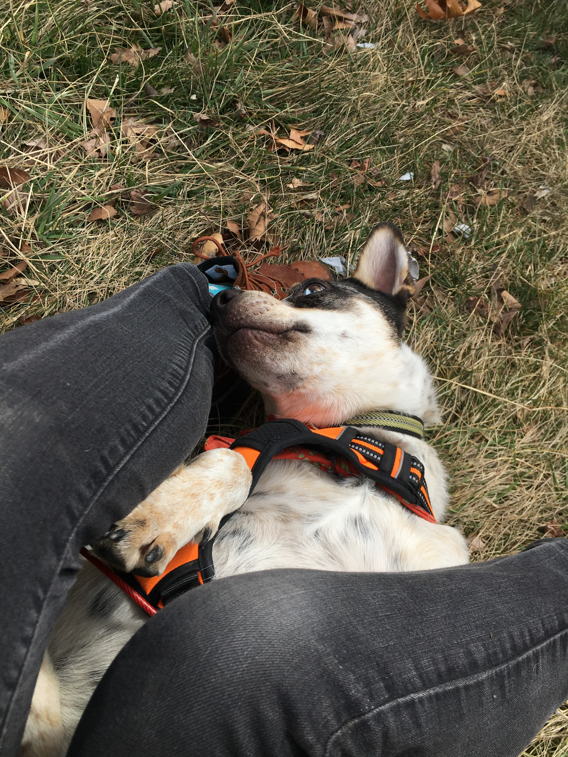 Staunton, VA • Snuggles in a Walmart parking lot. 