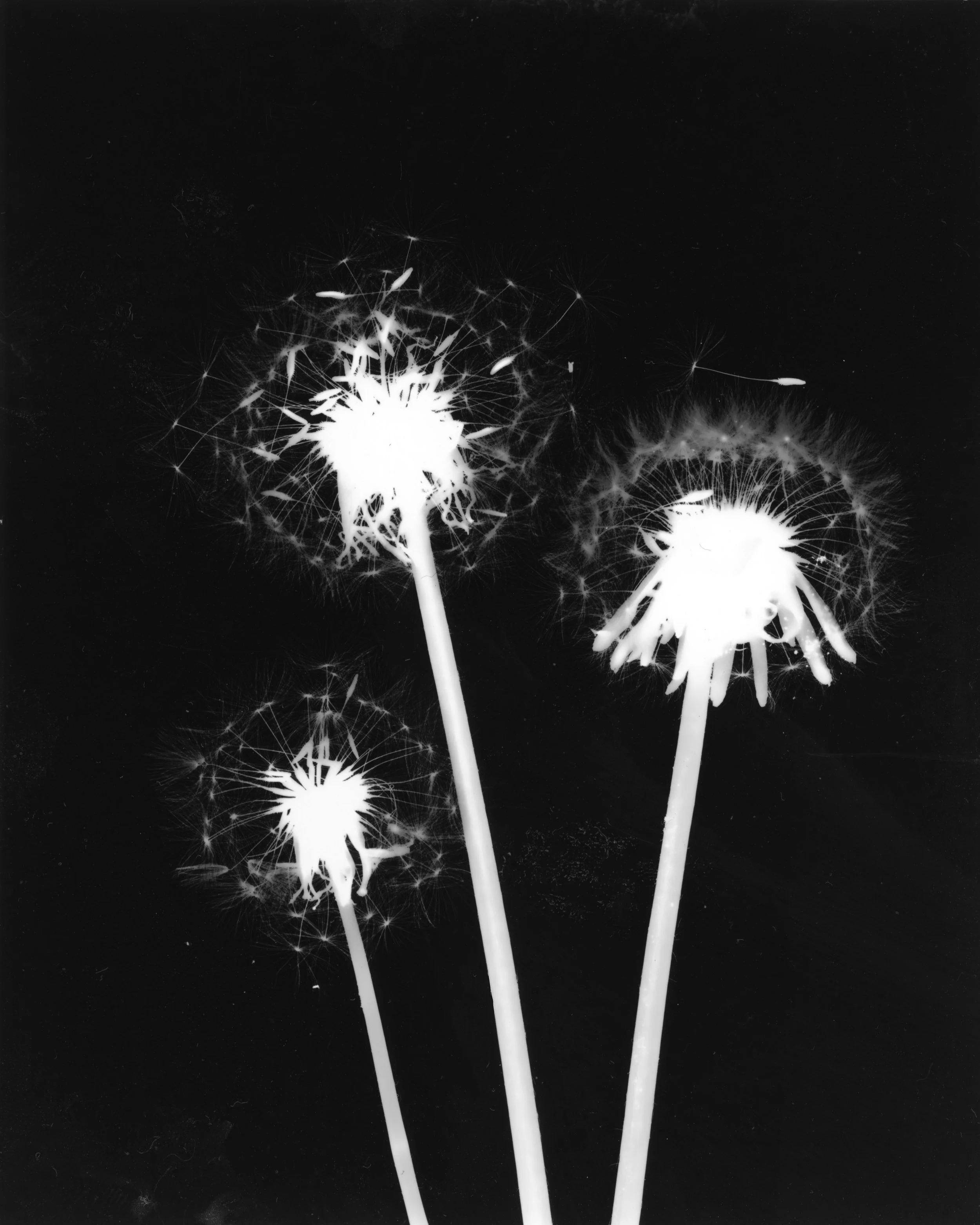 Dandelion04.jpg