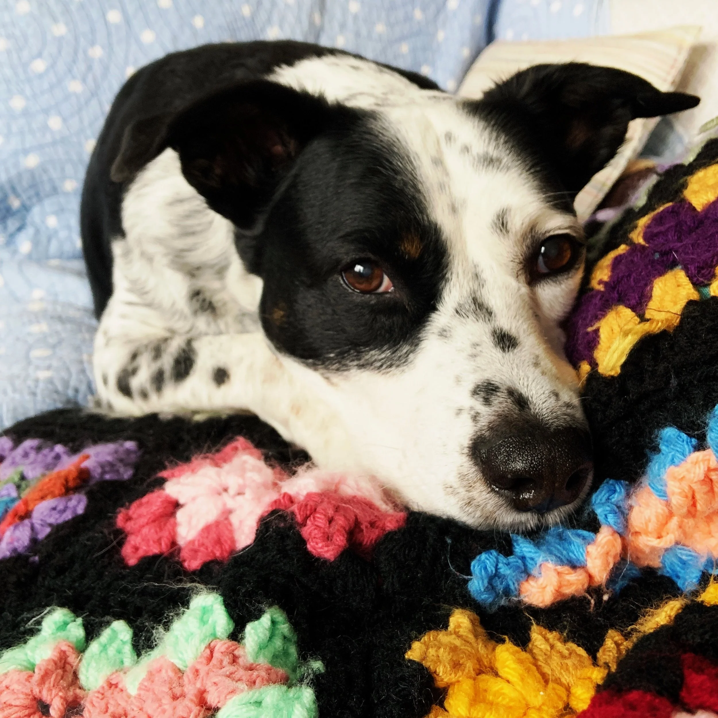 A black and white dog lays on a colorful afghan looking at the person who loves him most.