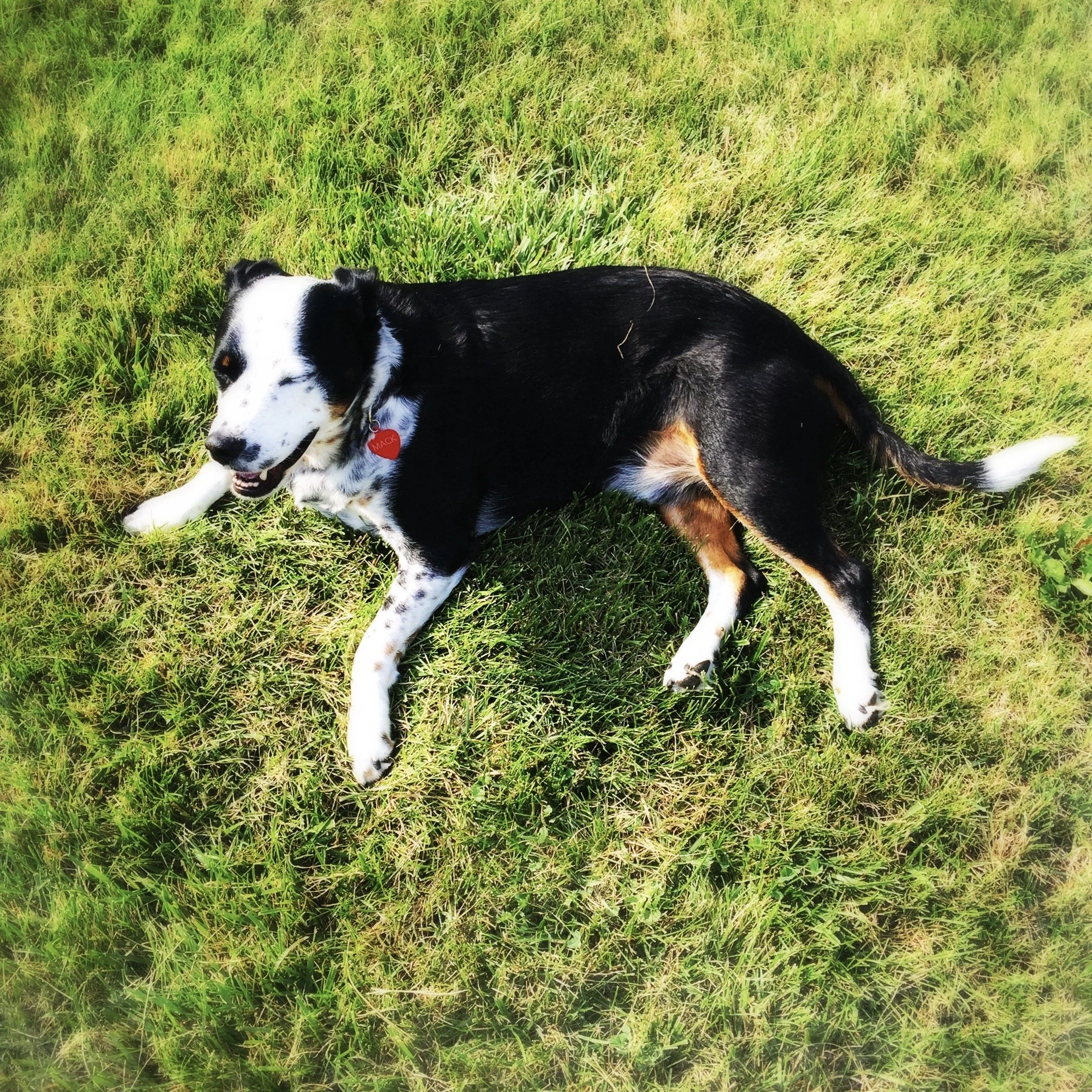 A black and white dog lying in the grass under summer sun with the person who loves him most.