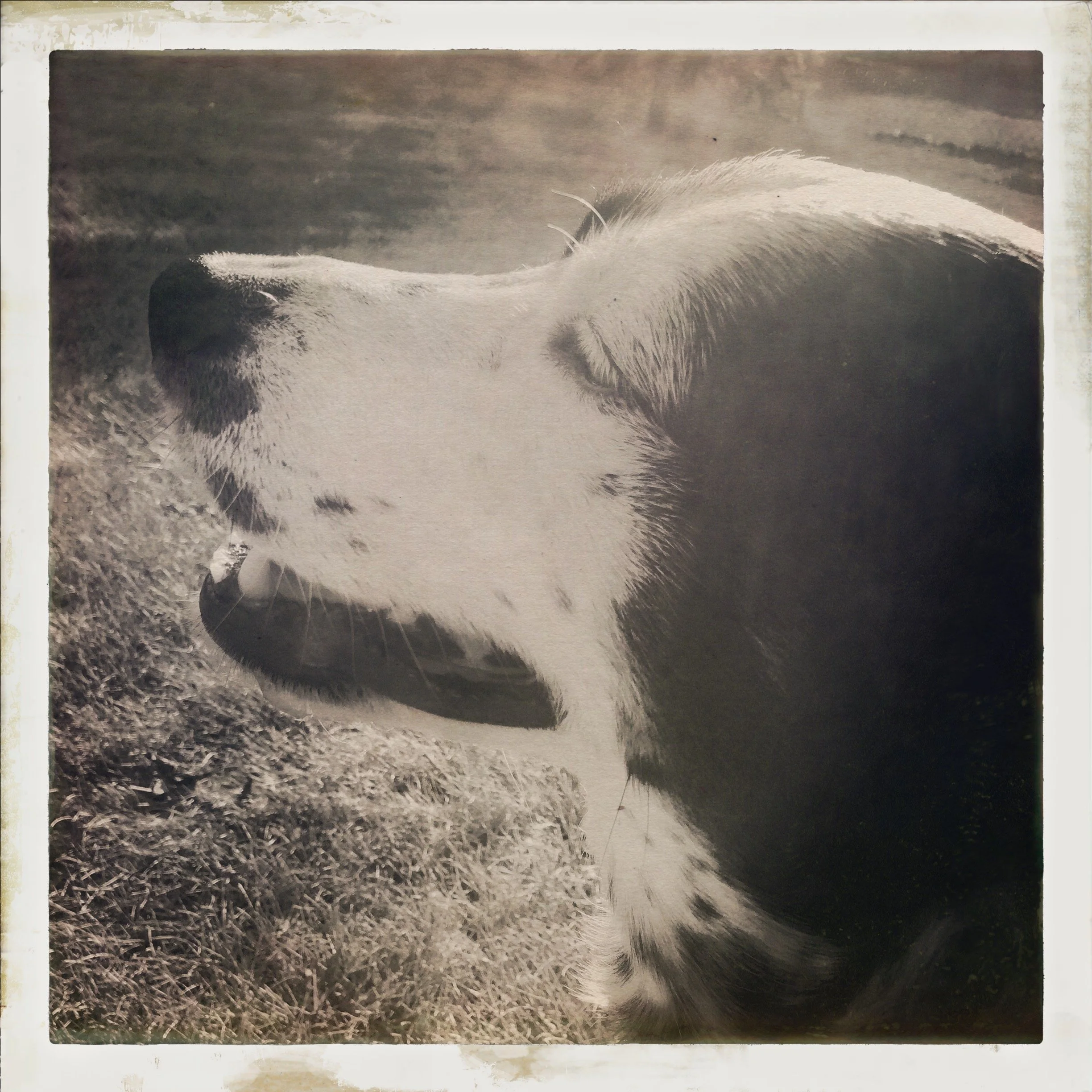 A black and white photo of a black and white photo dog seen in profile with the person who loves him most.