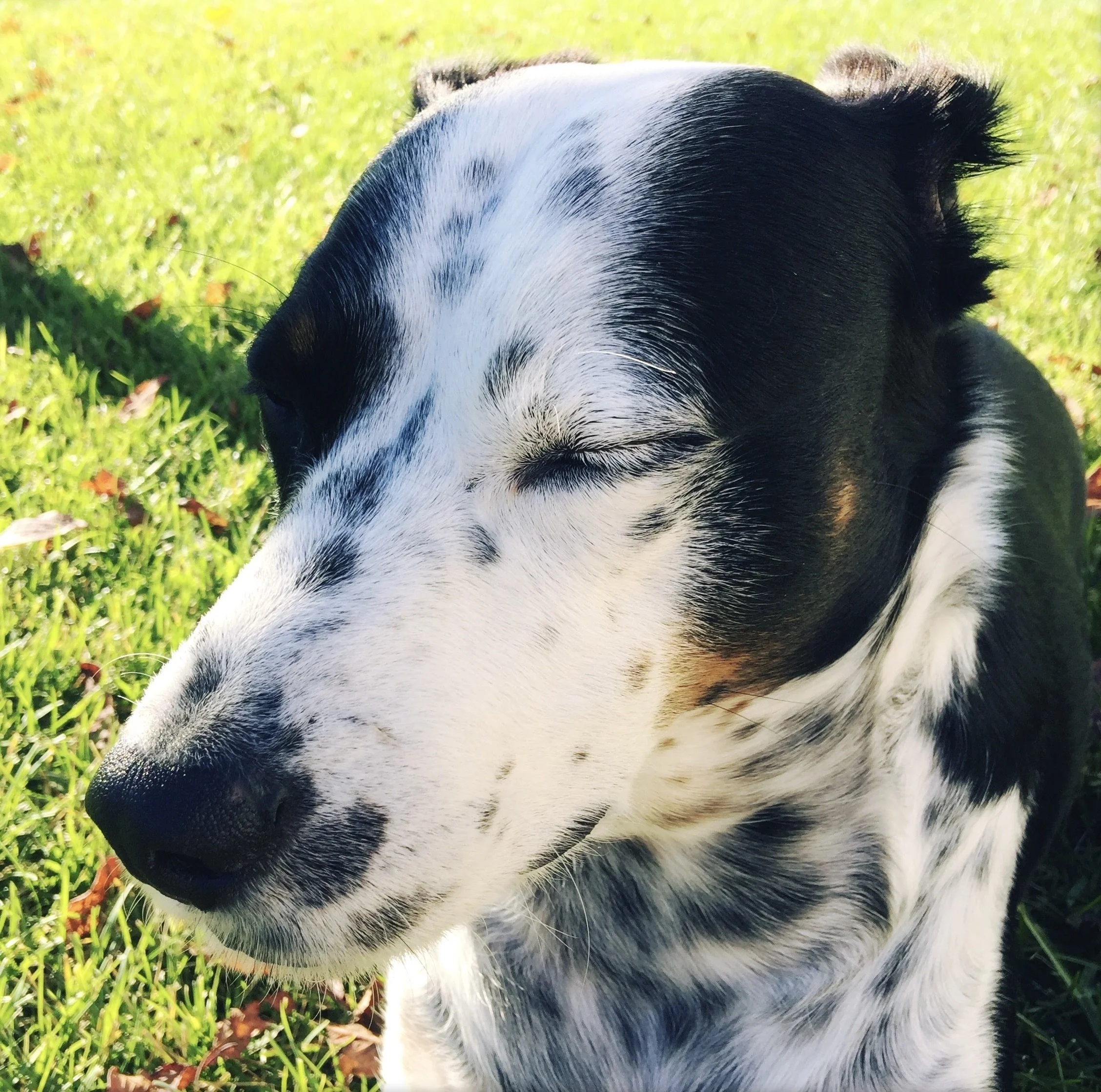 A black and white dog sitting in the grass with his eyes closed on a sunny day with the person who loves him most.