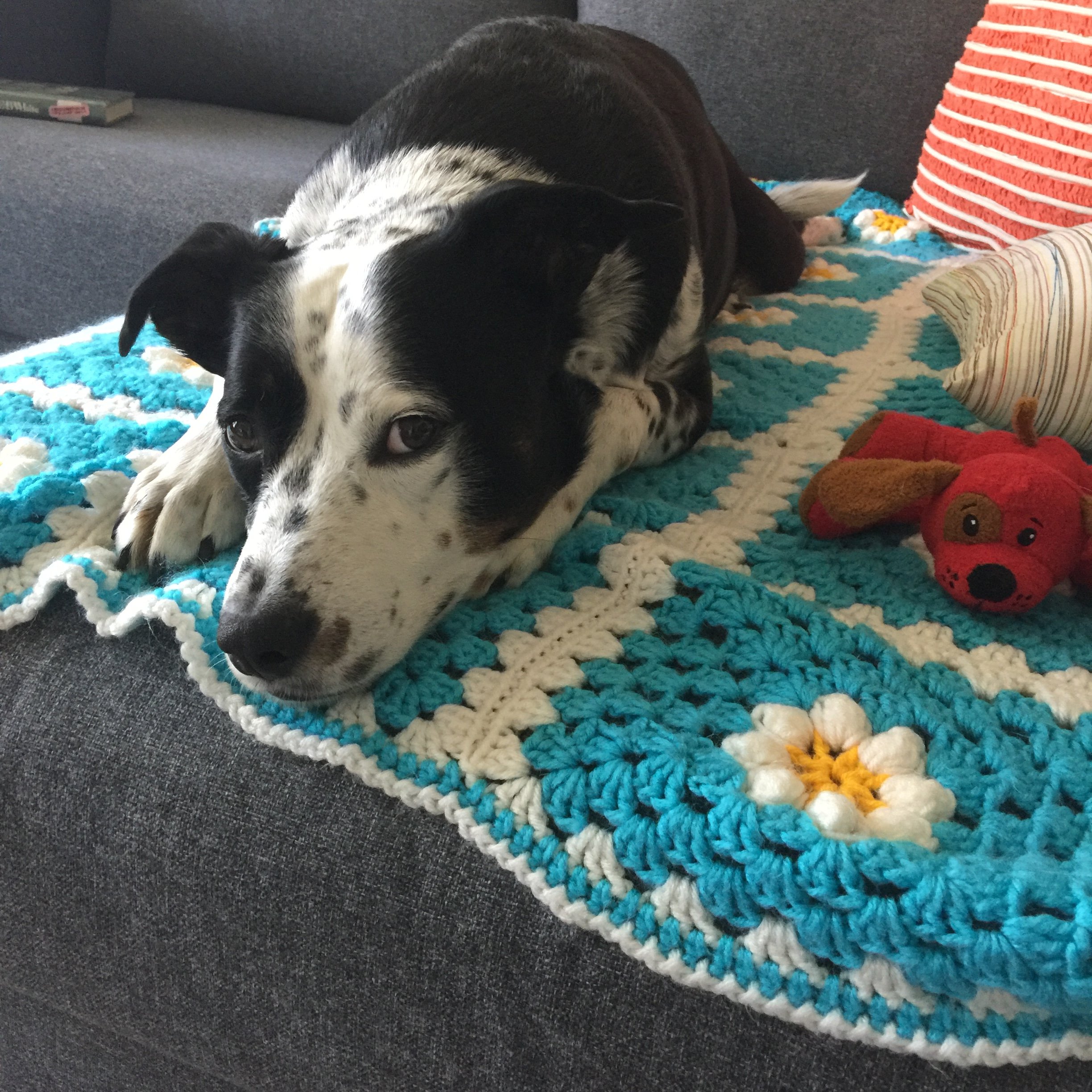 A black and white dog lays on an afghan looking at the person who loves him most.