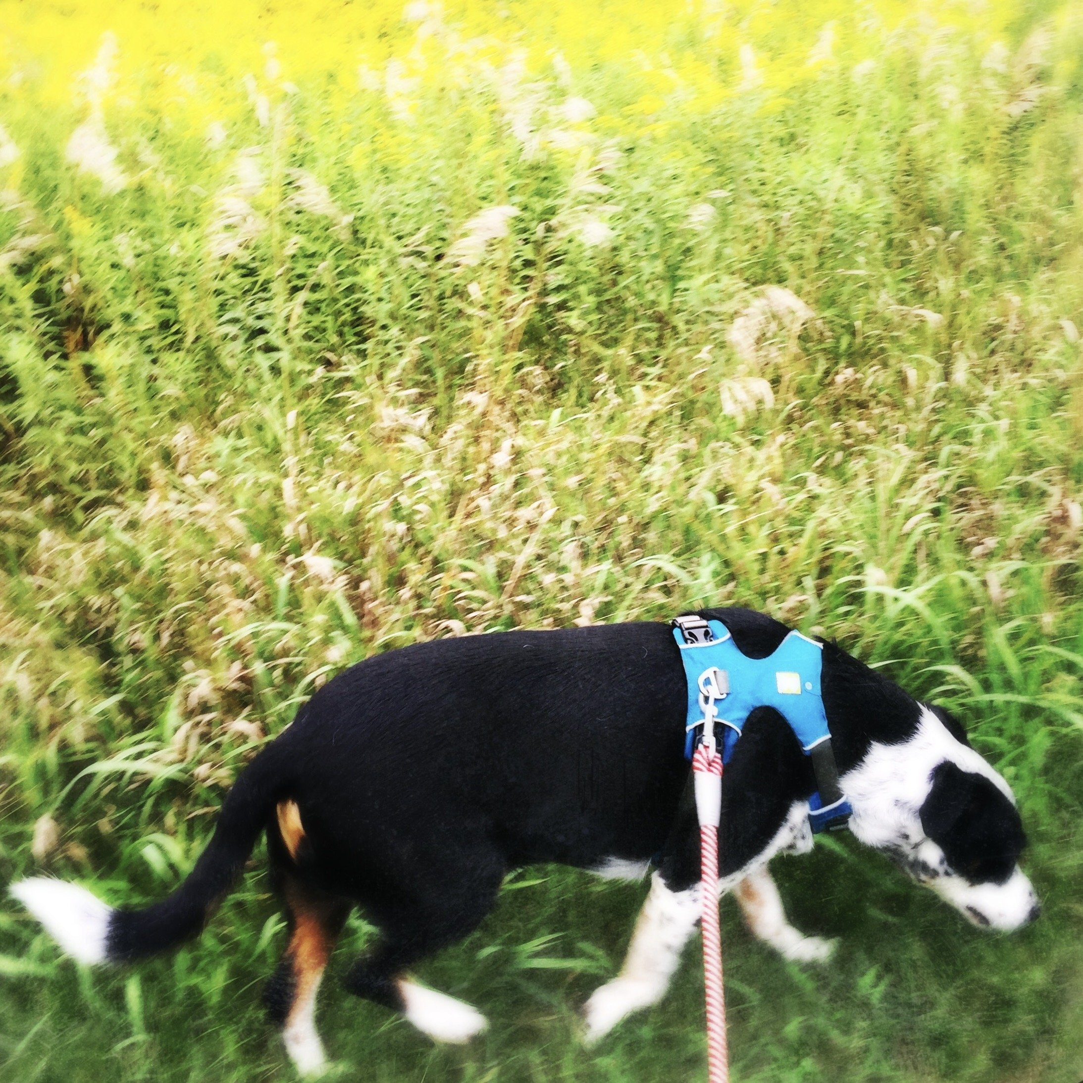 A black and white dog walks along tall blooming goldenrod in August with the person who loves him most.