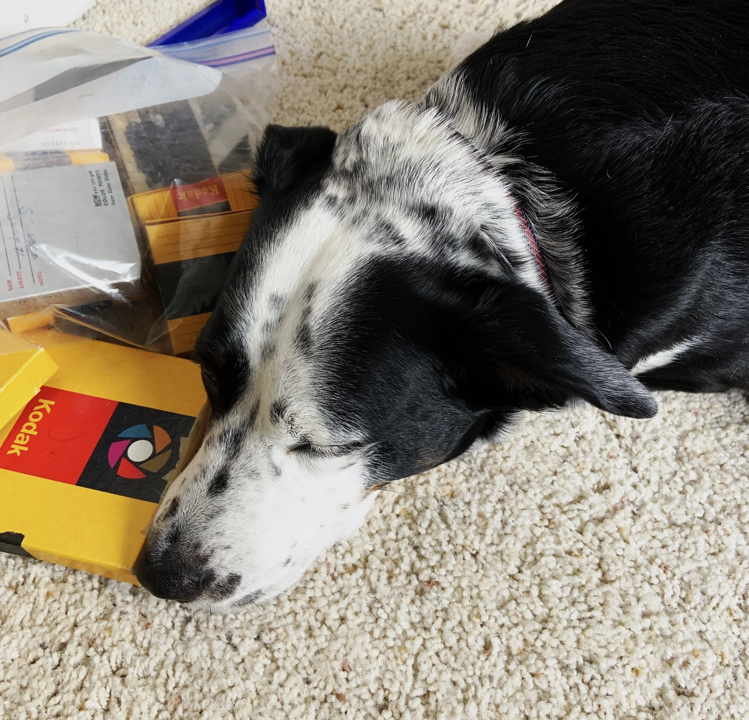 A black and white dog sleeps peacefully inside next to old boxes of Kodak slides and film rolls with the person who loves him most.