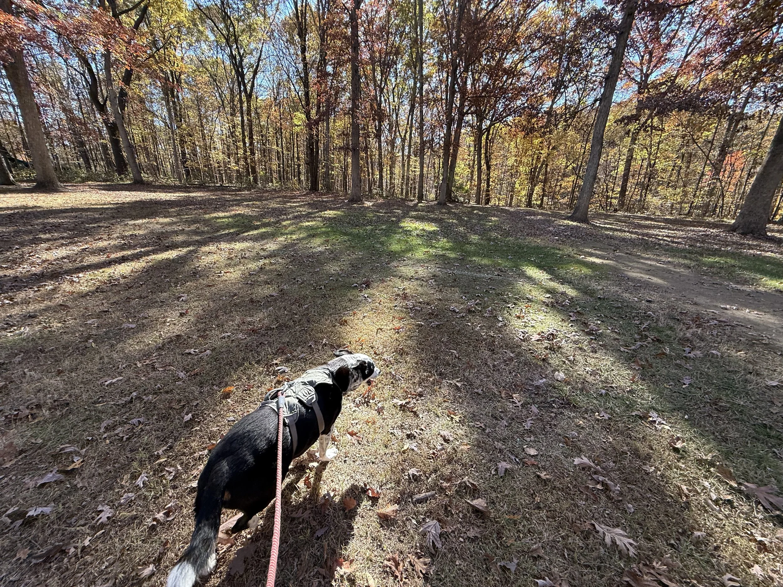 A handsome black and white dog walks towards a forest on a bright October day.