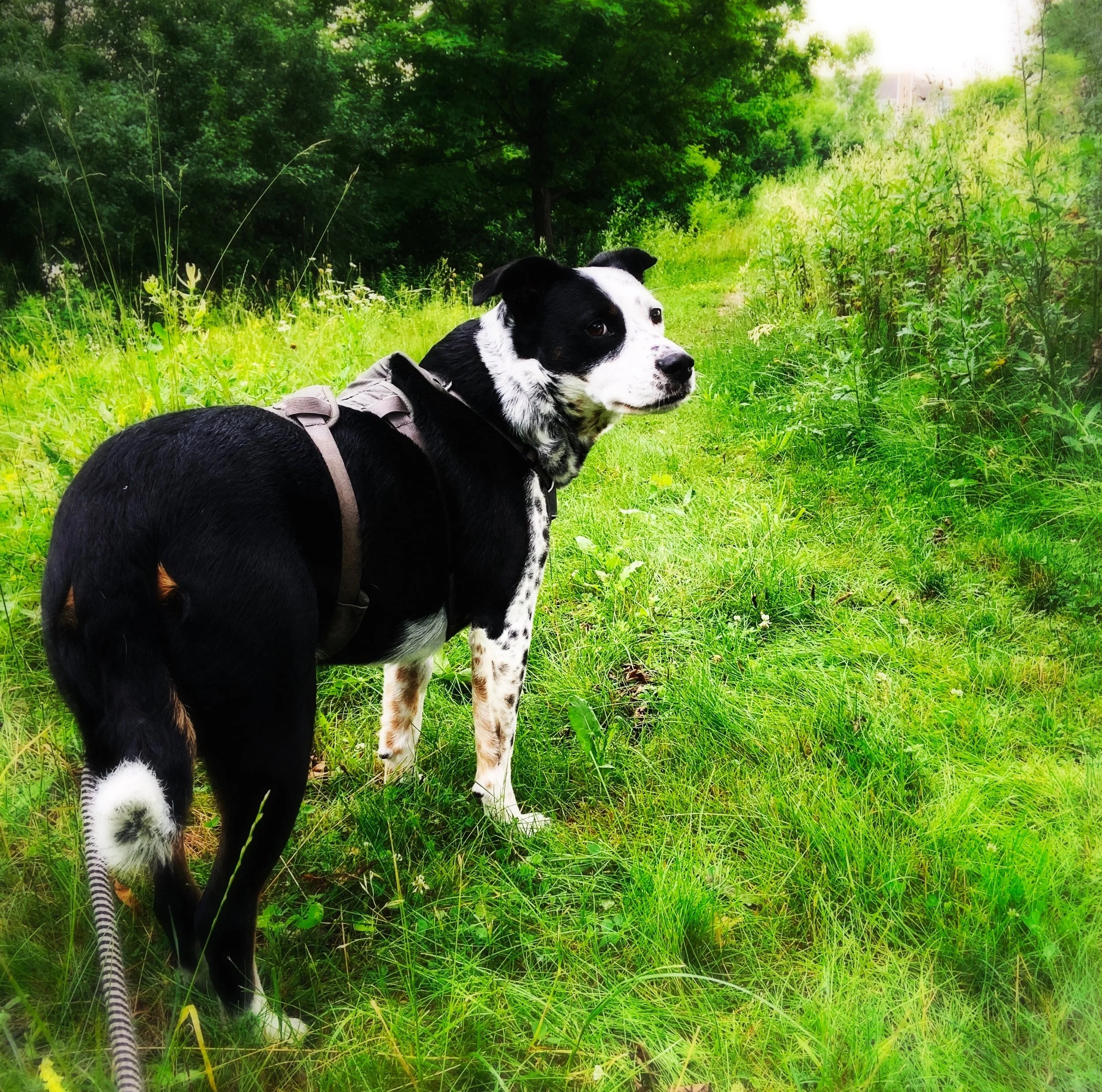 A black and white dog at the start of a grassy narrow path in summertime looking back at the person who loves him most.
