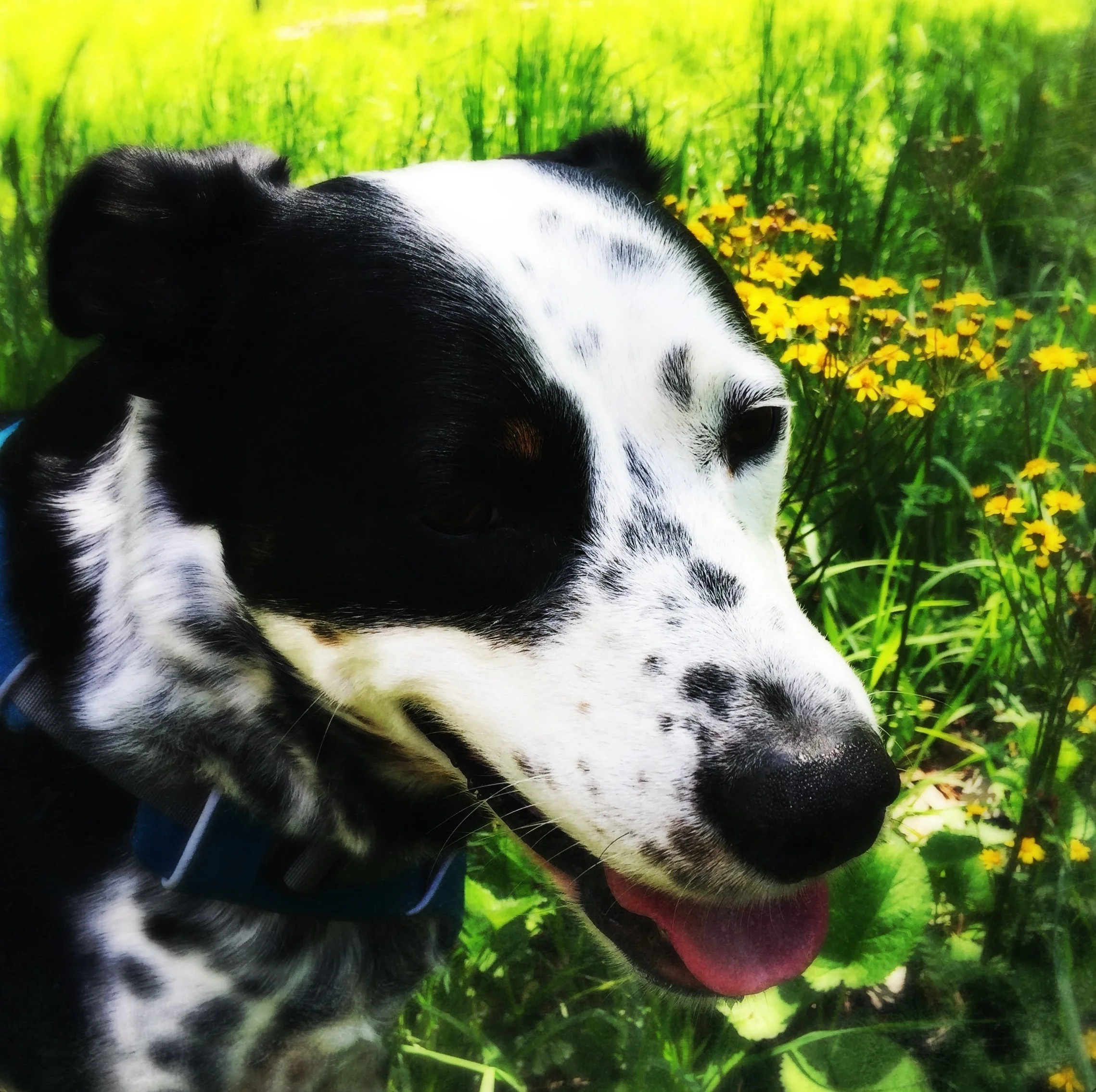 A black and white dog smiles on a wooded path on a sunny day among blooming wildflowers with the person who loves him most.