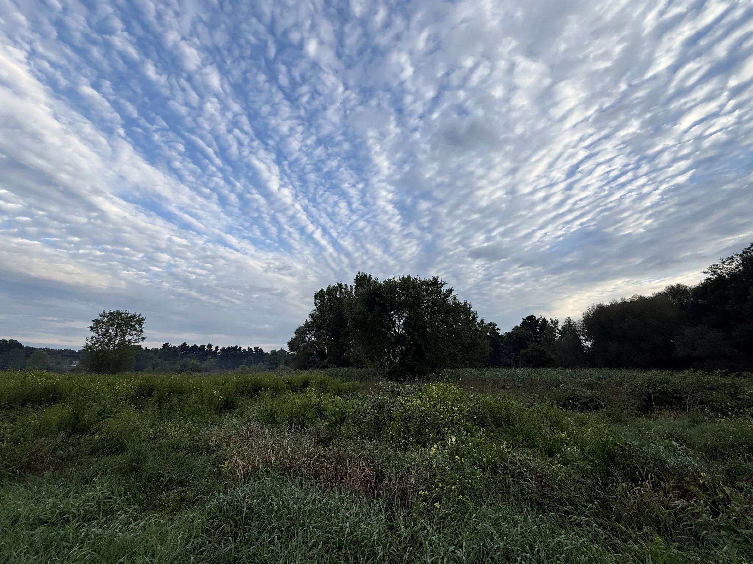 A view of grasslands in morning with dramatic mackerel skies over a tree at the center.