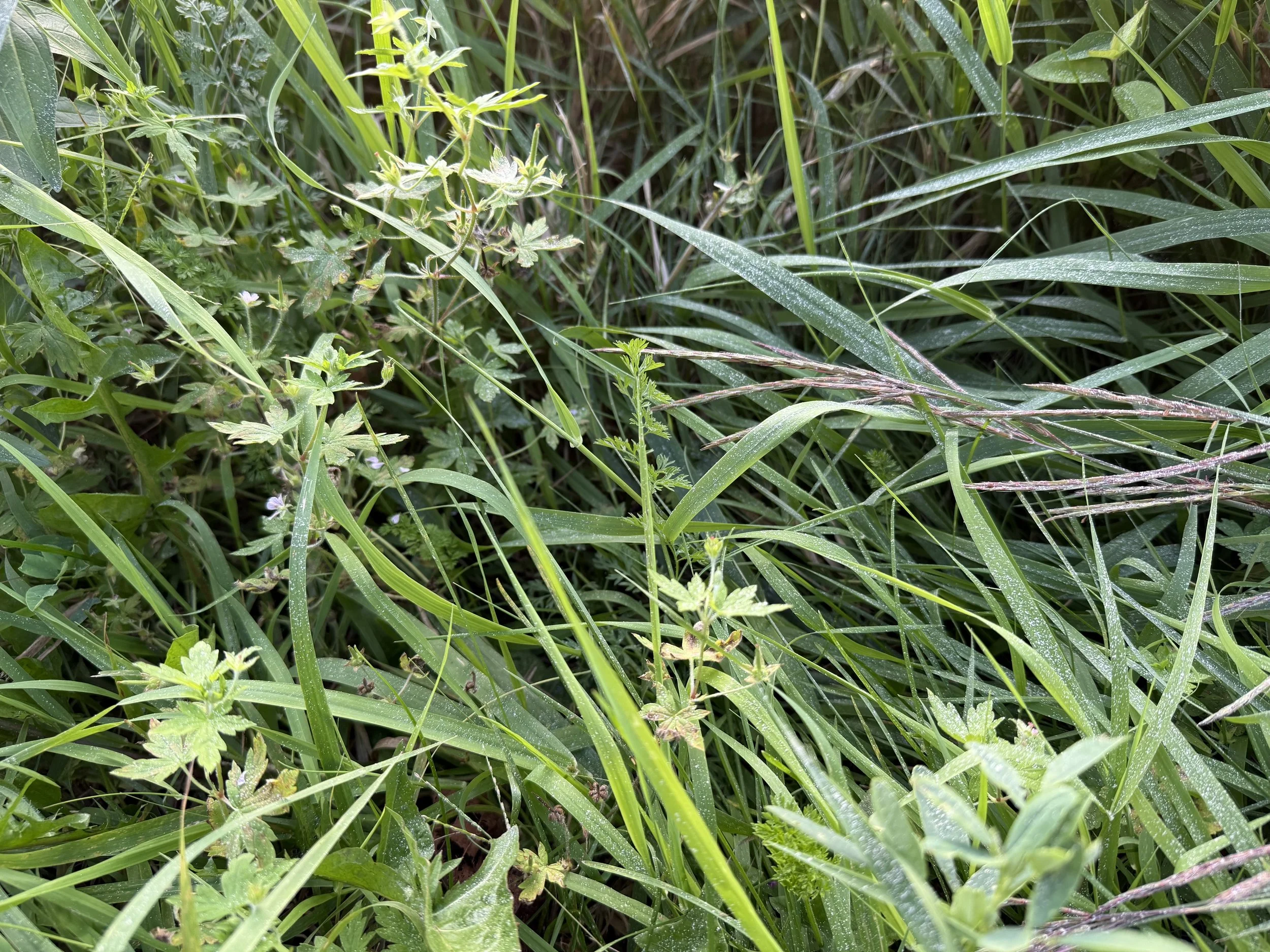A closeup of creek grass glowing under faint evening sun with tiny crane's-bill.