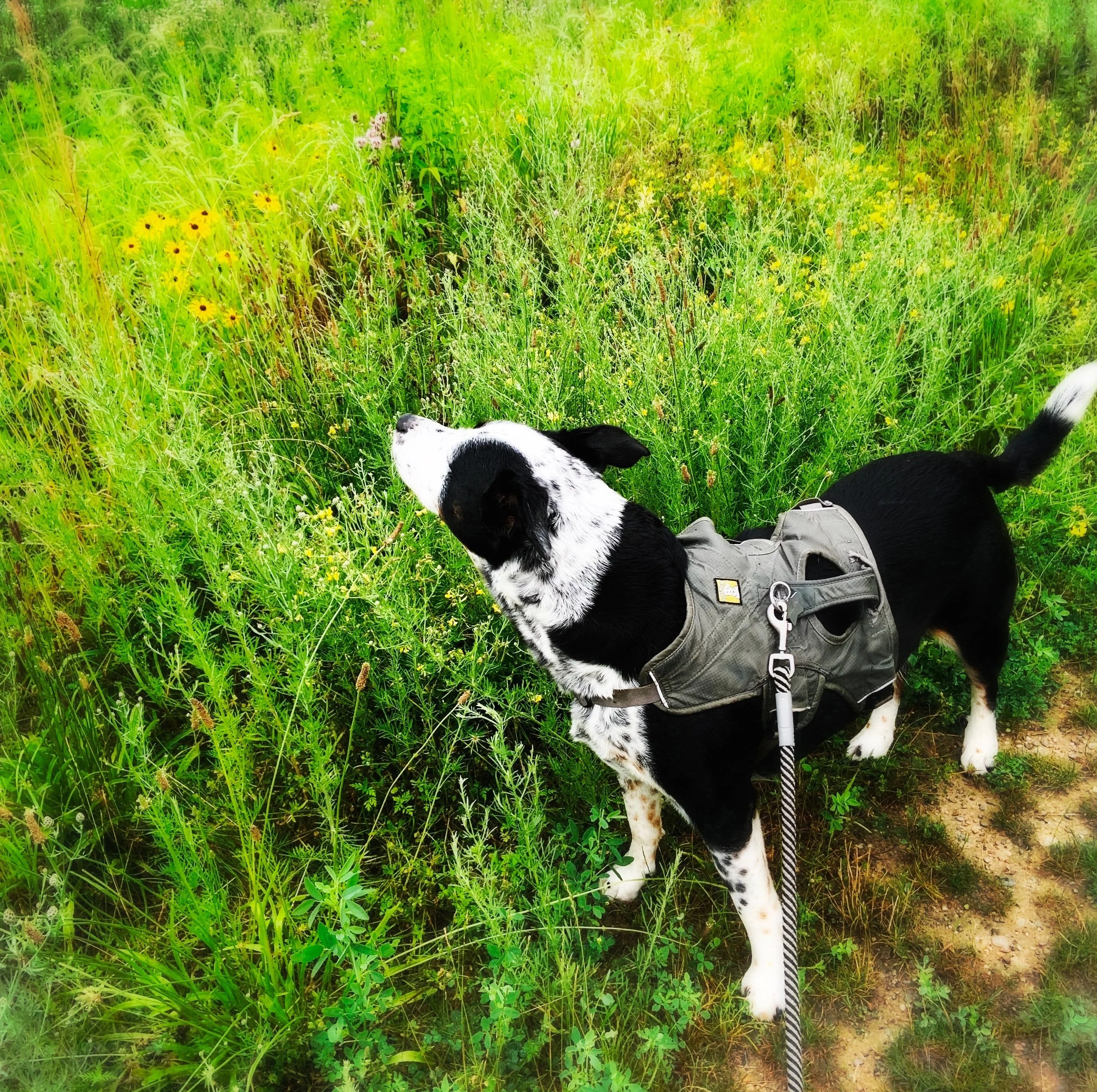 A black and white dog walks along a meadow of tall grasses and wildflowers in summer with the person who loves him most.