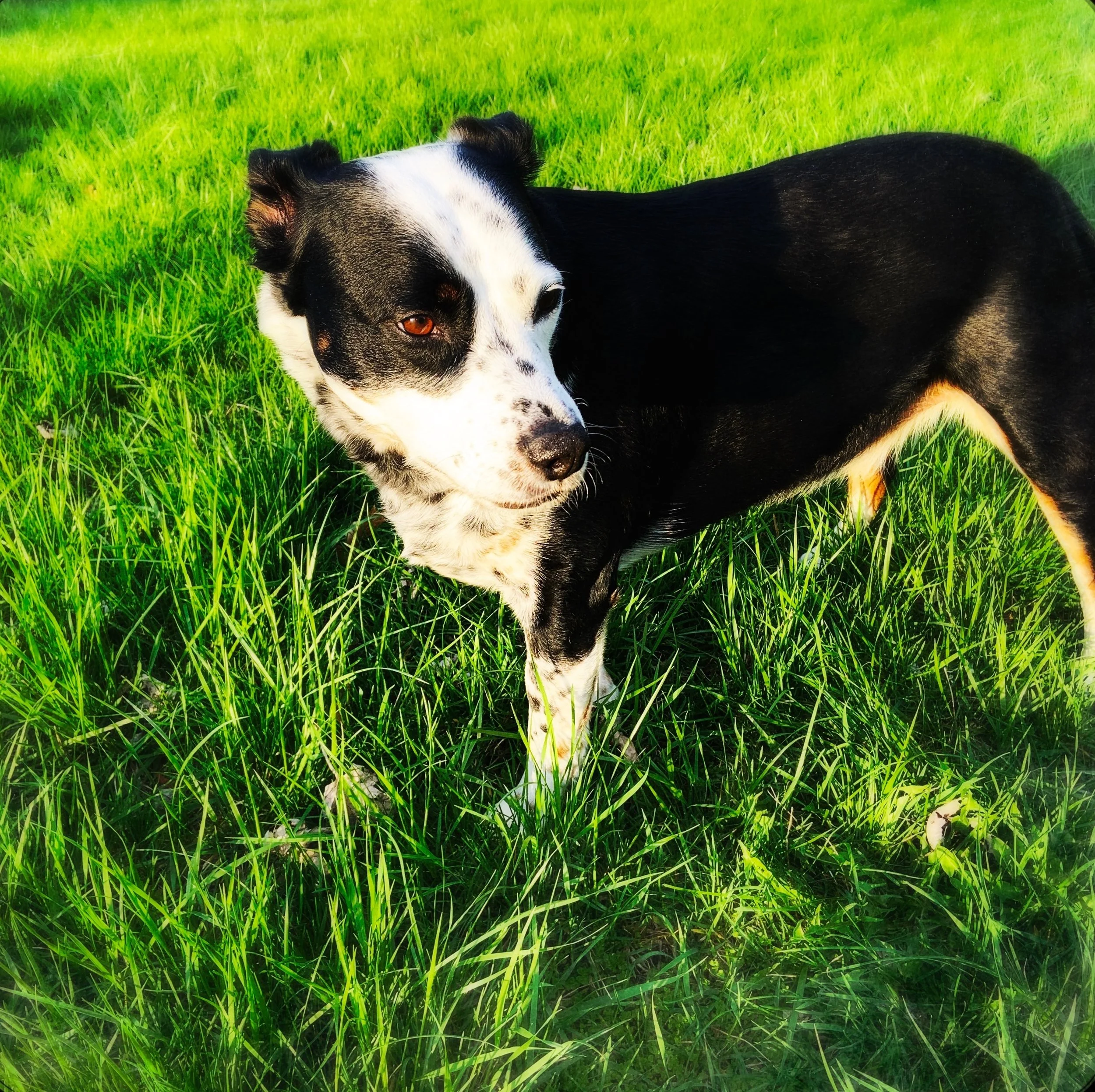 A black and white dog stands in grass in morning sun with the person who loves him most.
