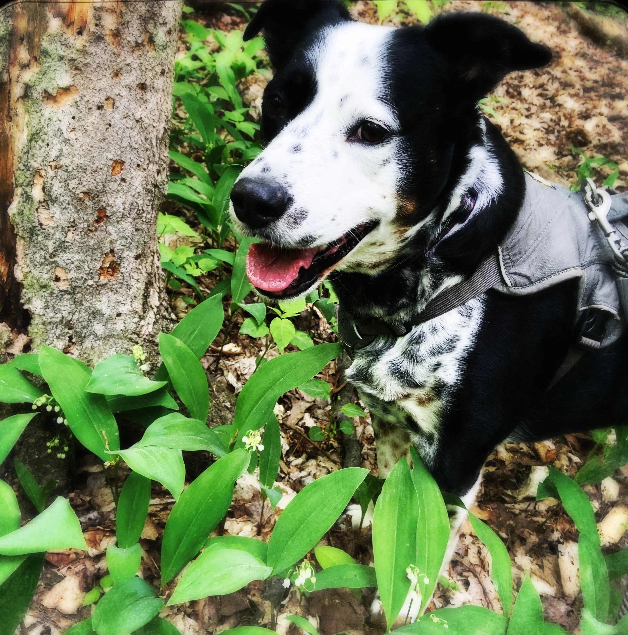 A black and white dog stands in a patch of wild lily-of-the-valley on a forest path with the person who loves him most.