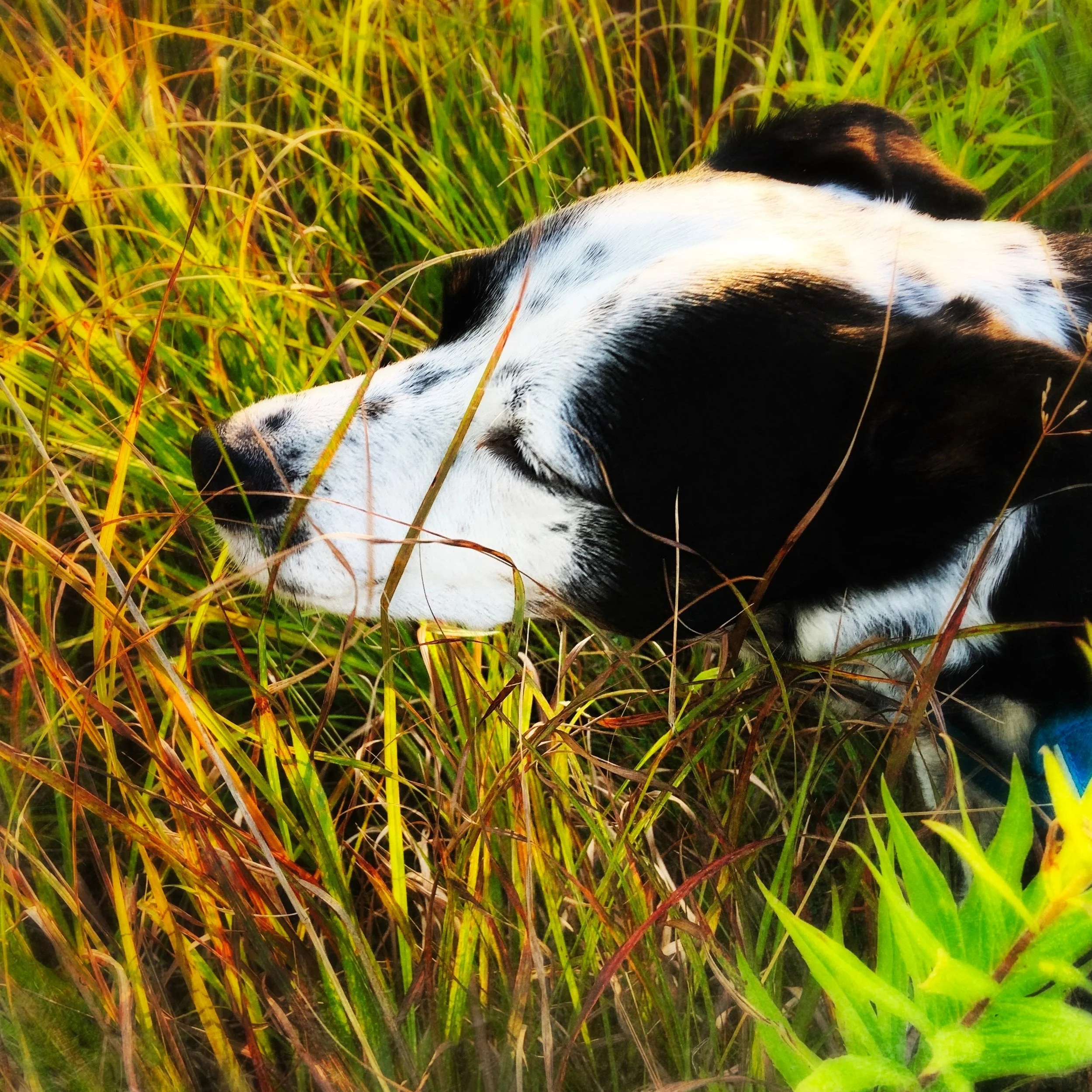 A black and white dog looking and sniffing in tall grass in the morning with the person who loves him most.