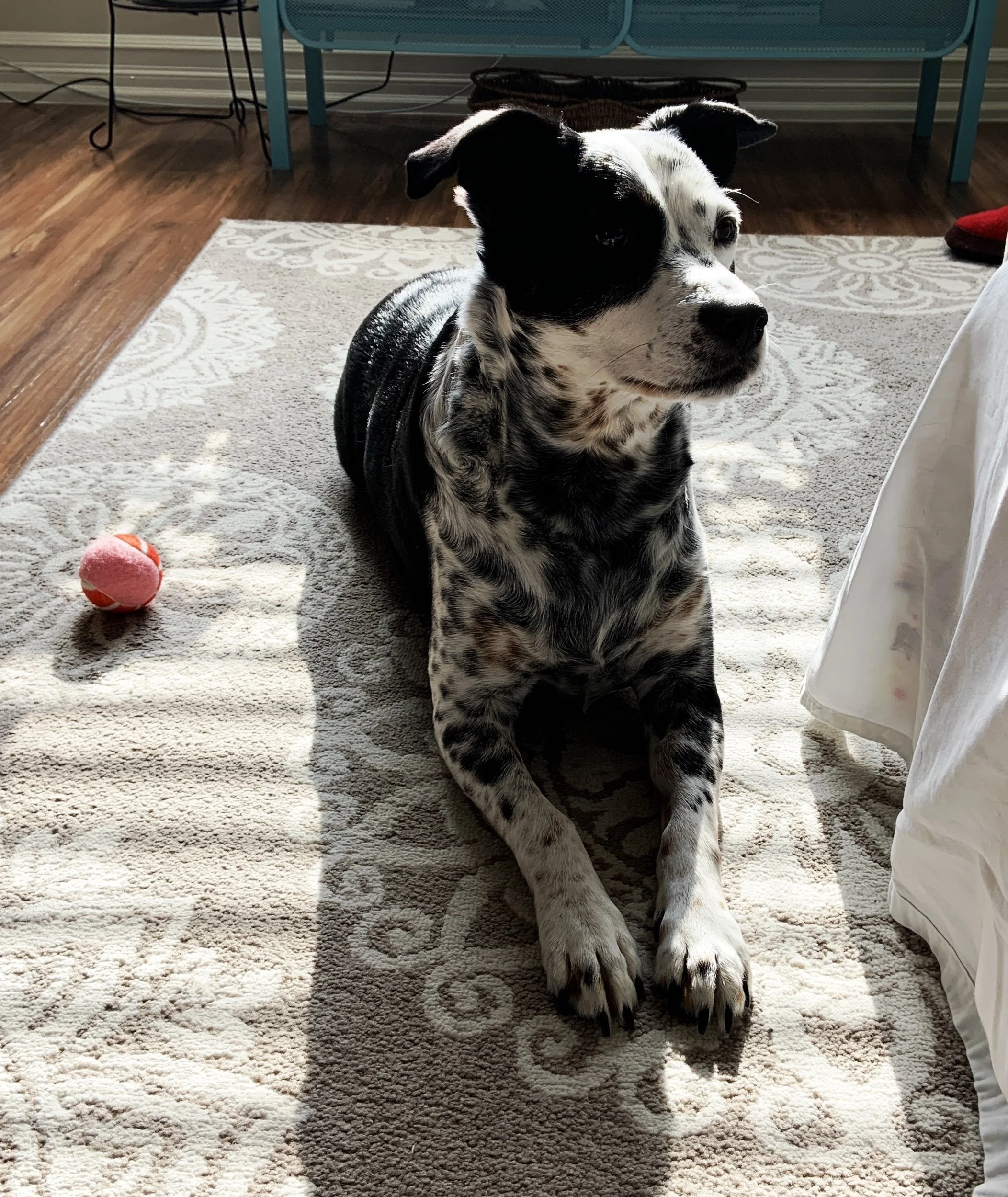 A black and white dog lying on a patch of sun in his home with the person who loves him most.