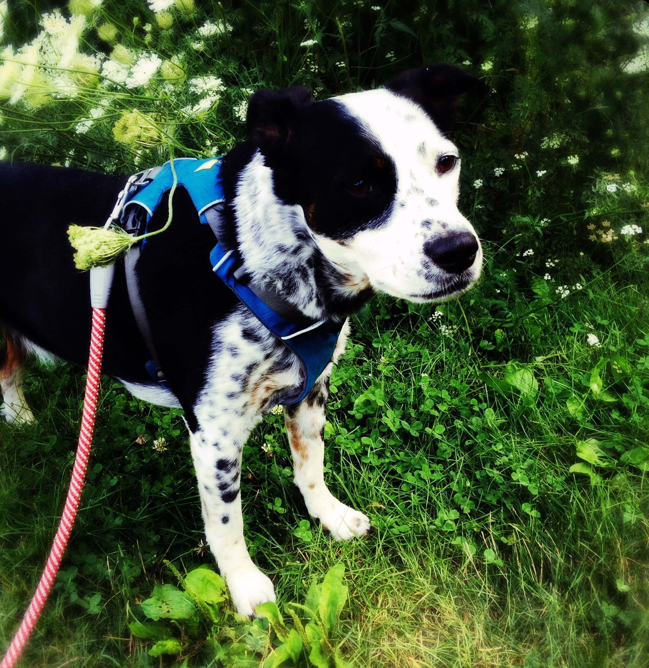 A black and white dog stands next to Queen Anne's lace in the summertime with the person who loves him most.