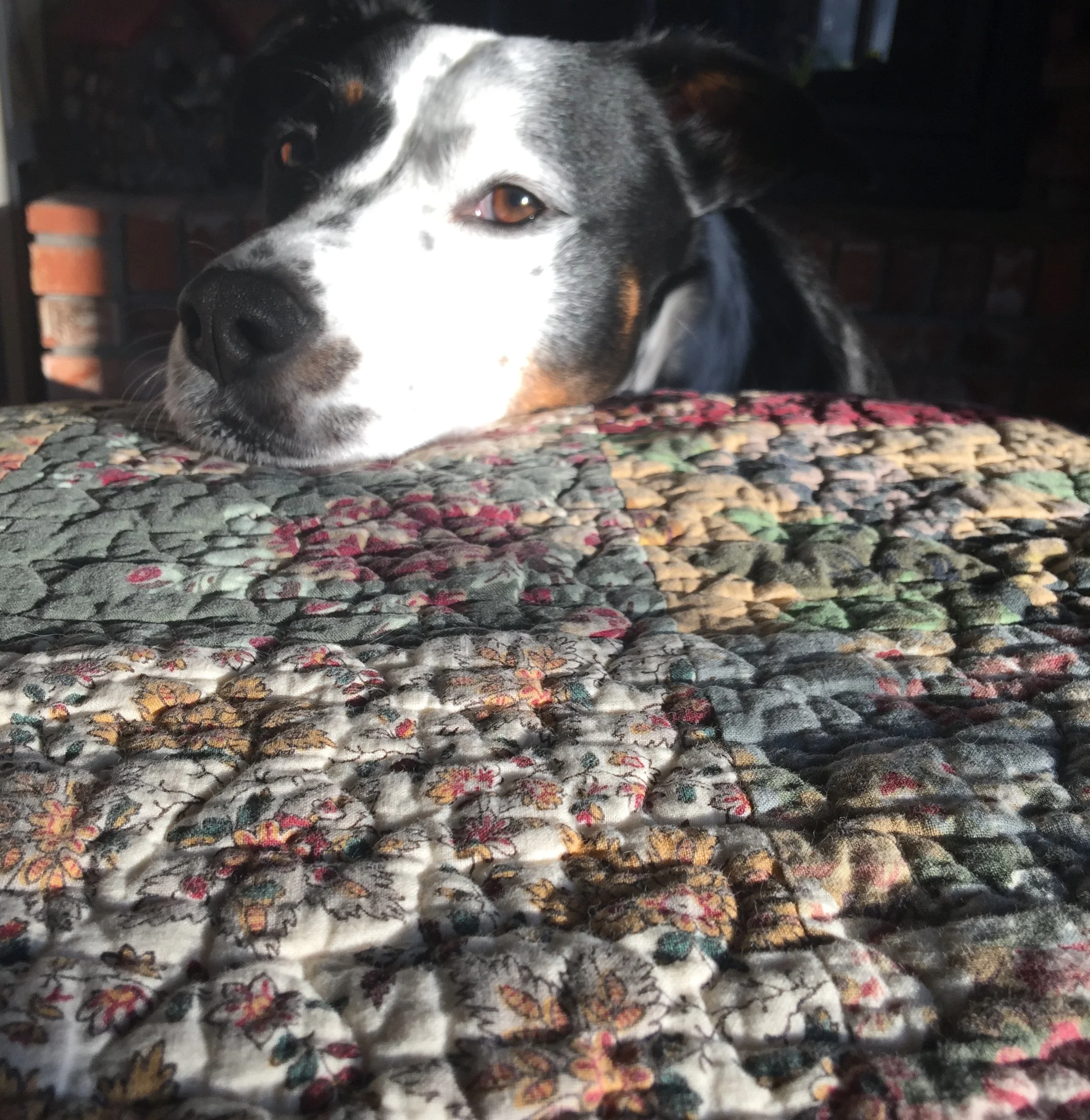 A black and white dog rests his chin on a quilt with light from outside shining on his face while he looks at the person who loves him most.