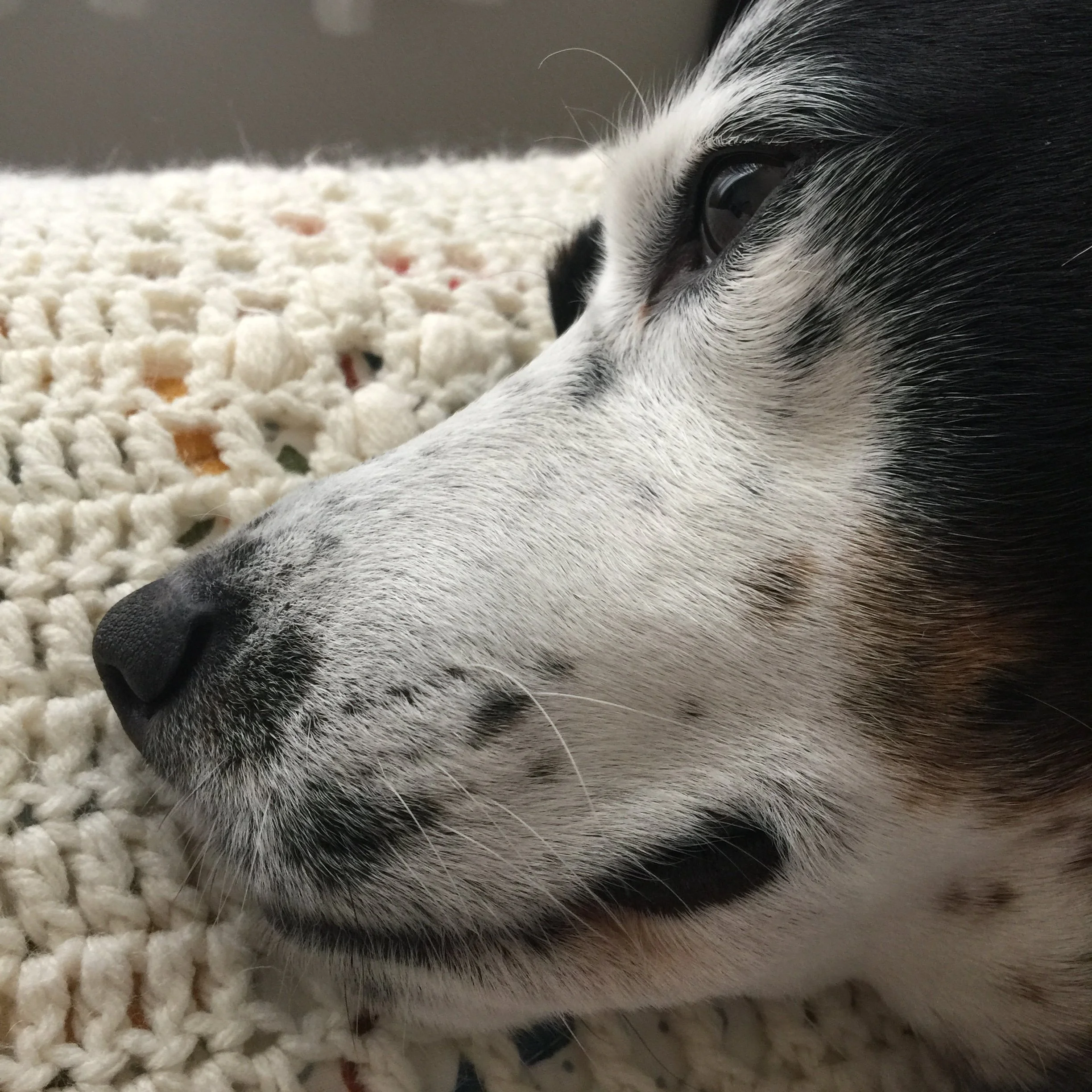 A close-up of black and white dog in profile falling asleep on a cream afghan with the person who loves him most on him.