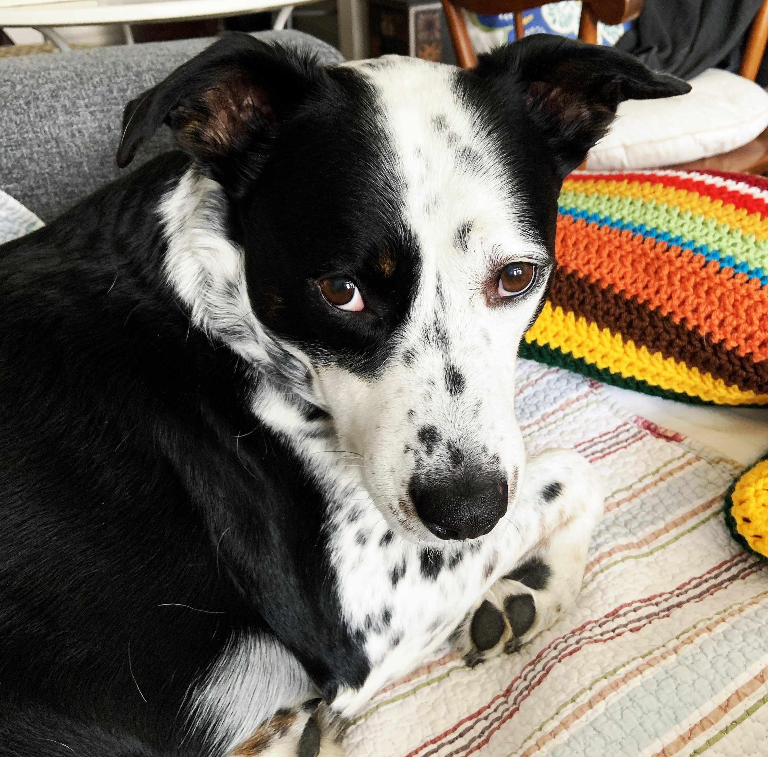 A black and white dog sits on a couch looking at the person who loves him most.