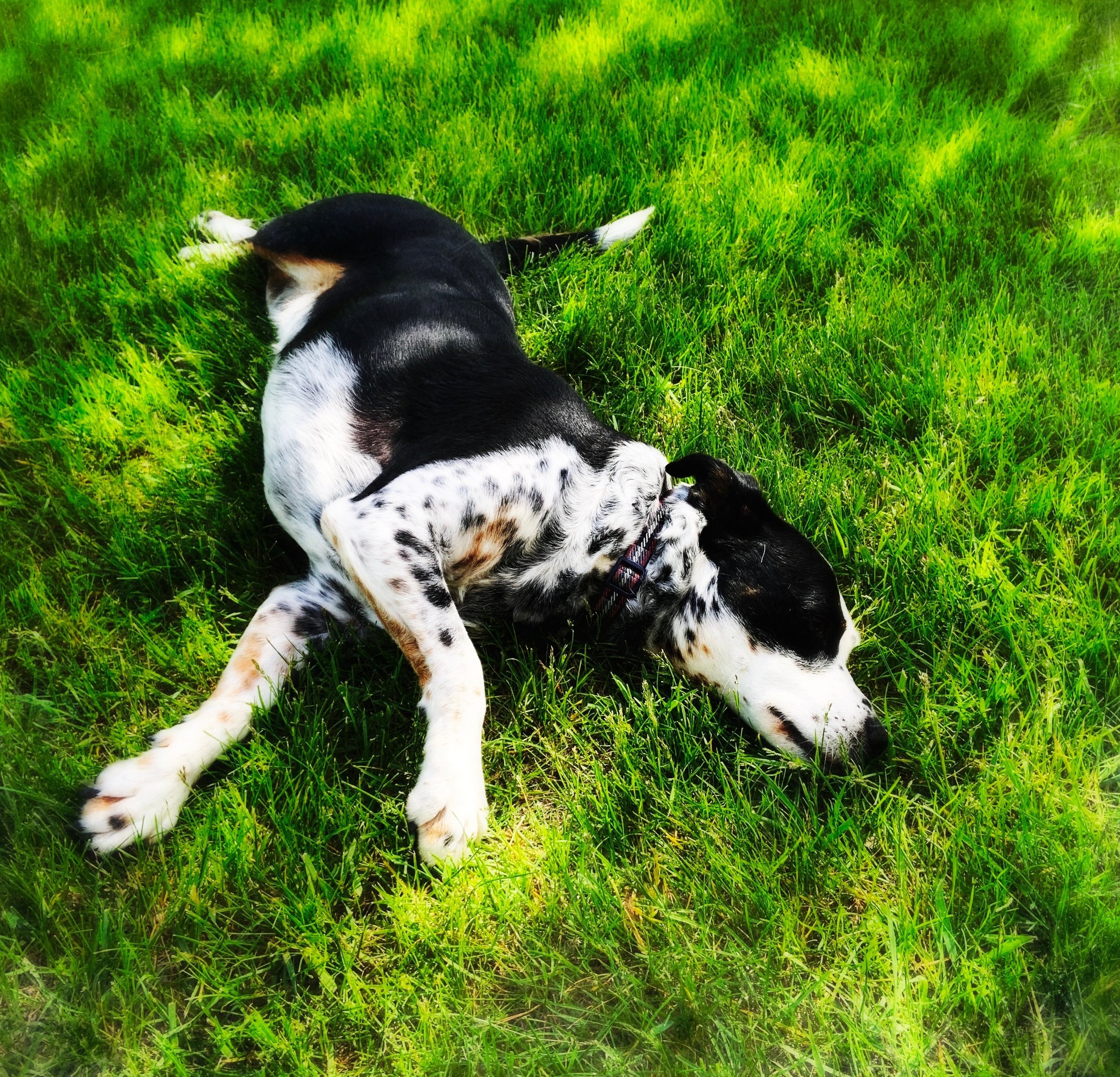 A black and white dog happily basking in sun and grass on a spring day with the person who loves him most.