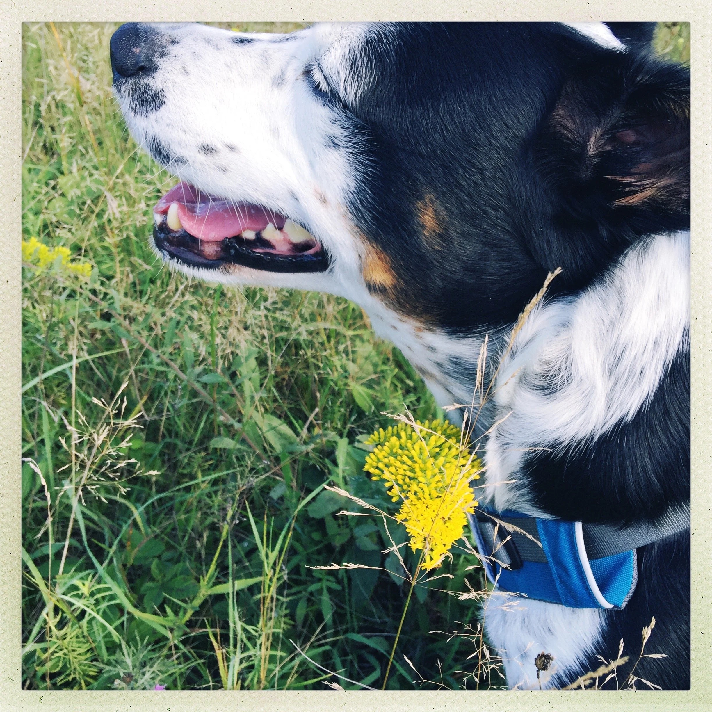 A black and white dog walks happily through tall grass and goldenrod in the sun with the person who loves him most.