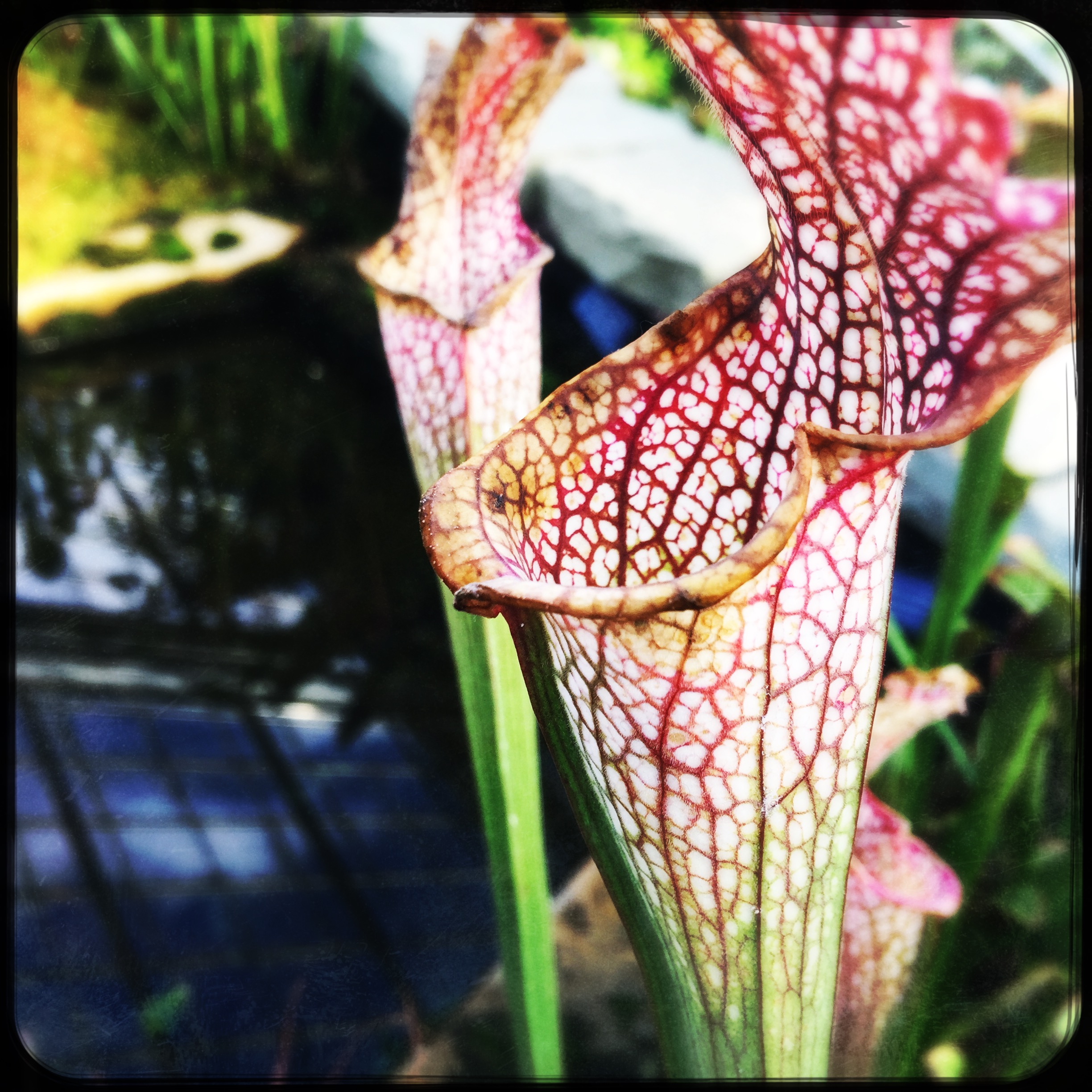 pitcher plants.jpg