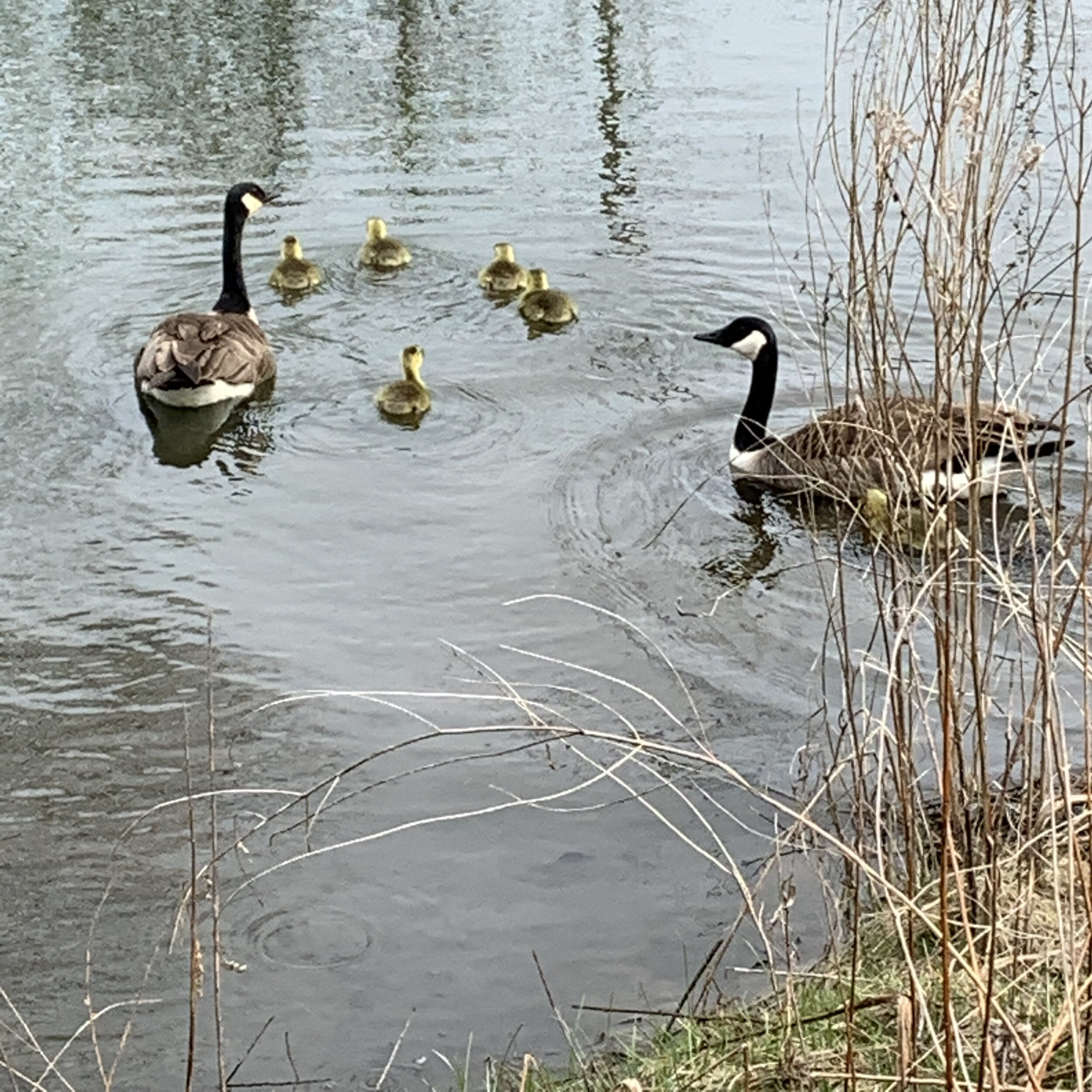 goose family.JPG