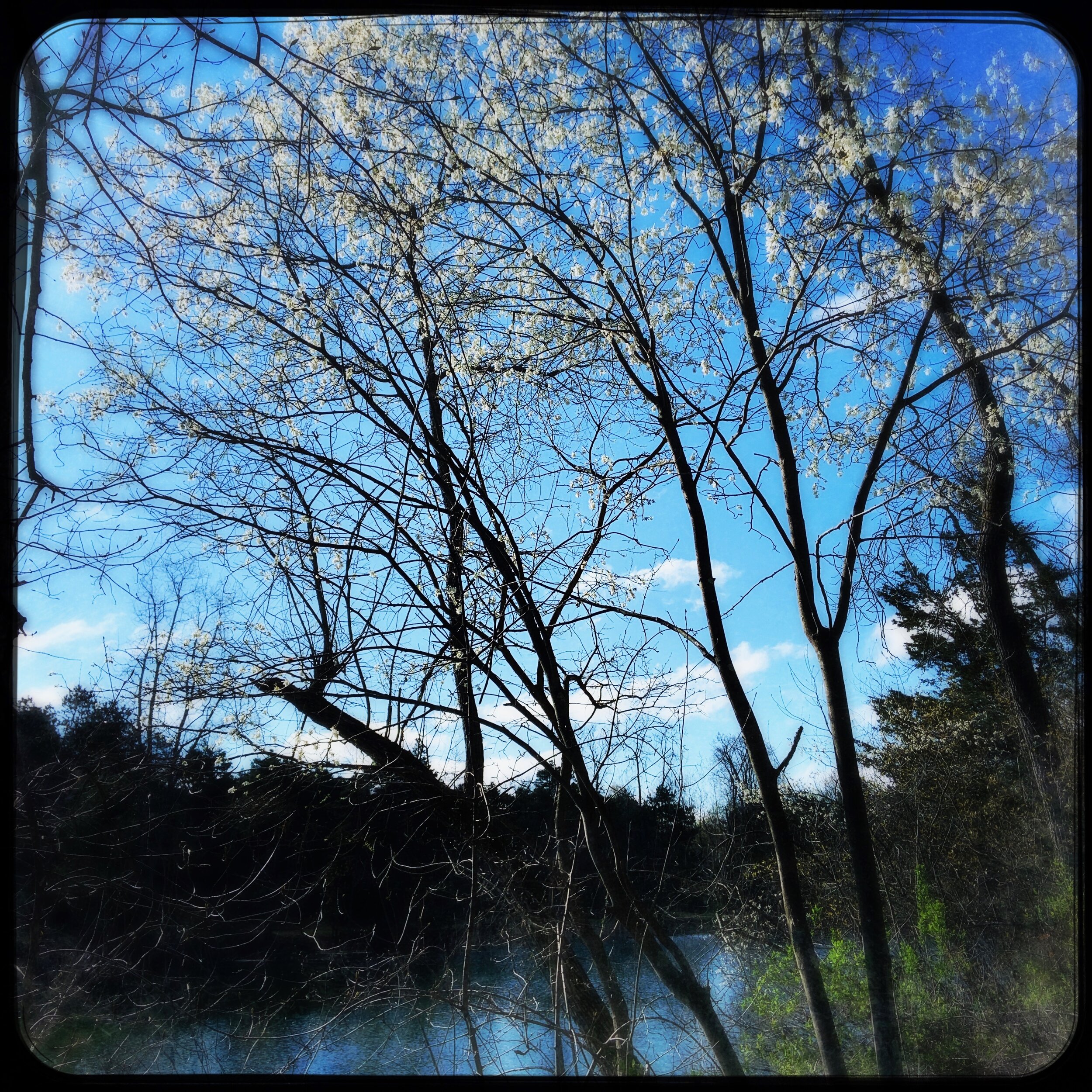 flowering tree.jpg