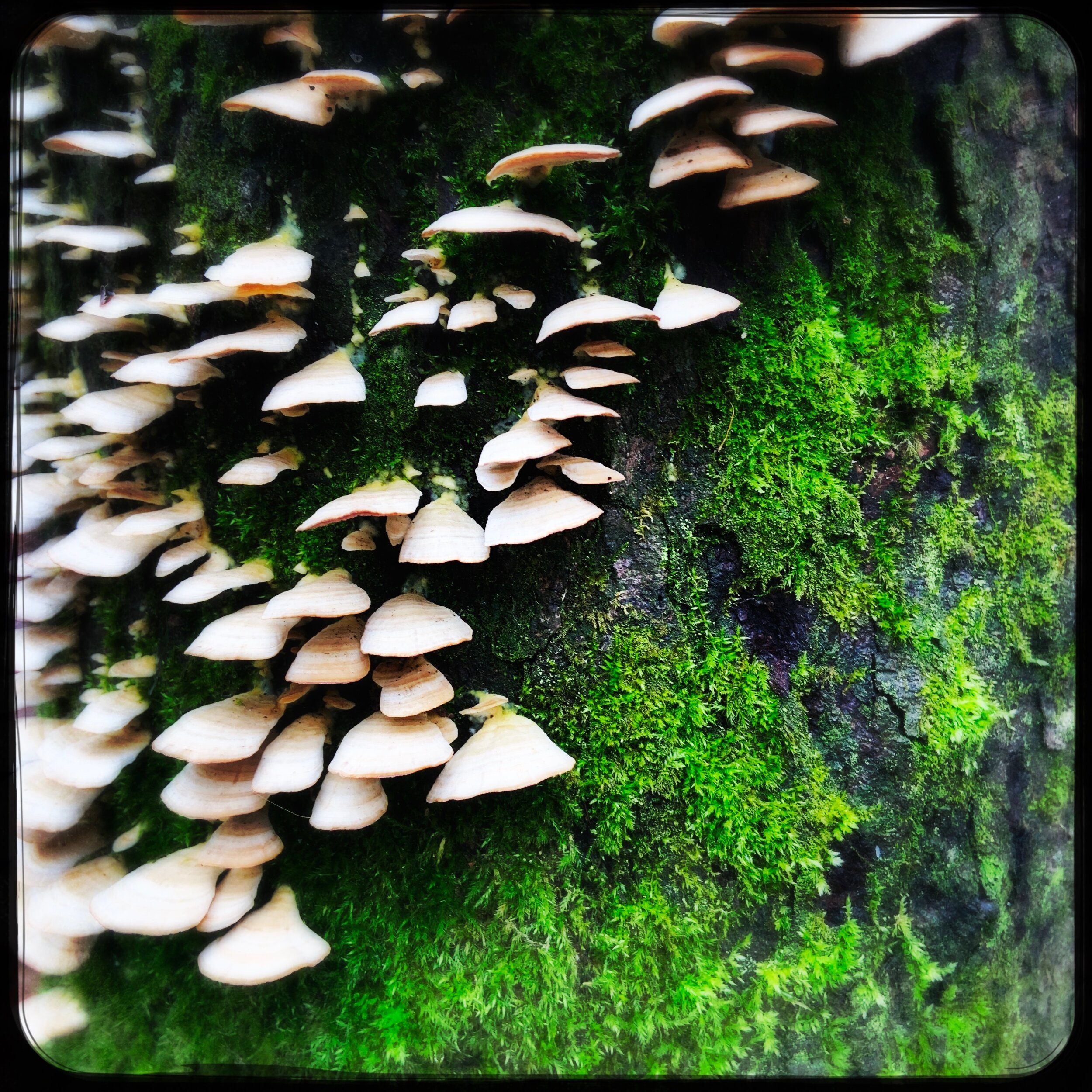 bracket fungus on tree.jpg