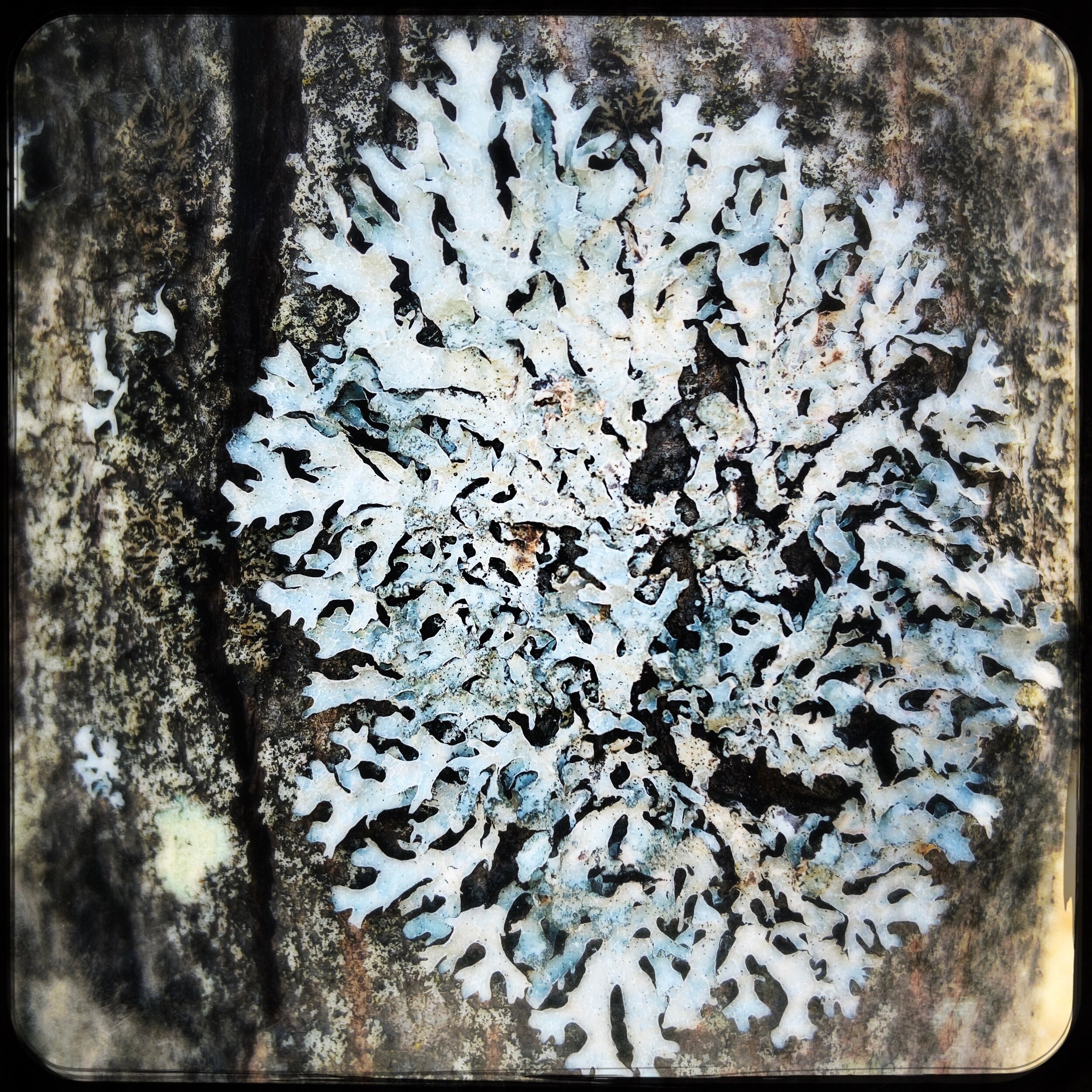 sunburst lichen.jpg