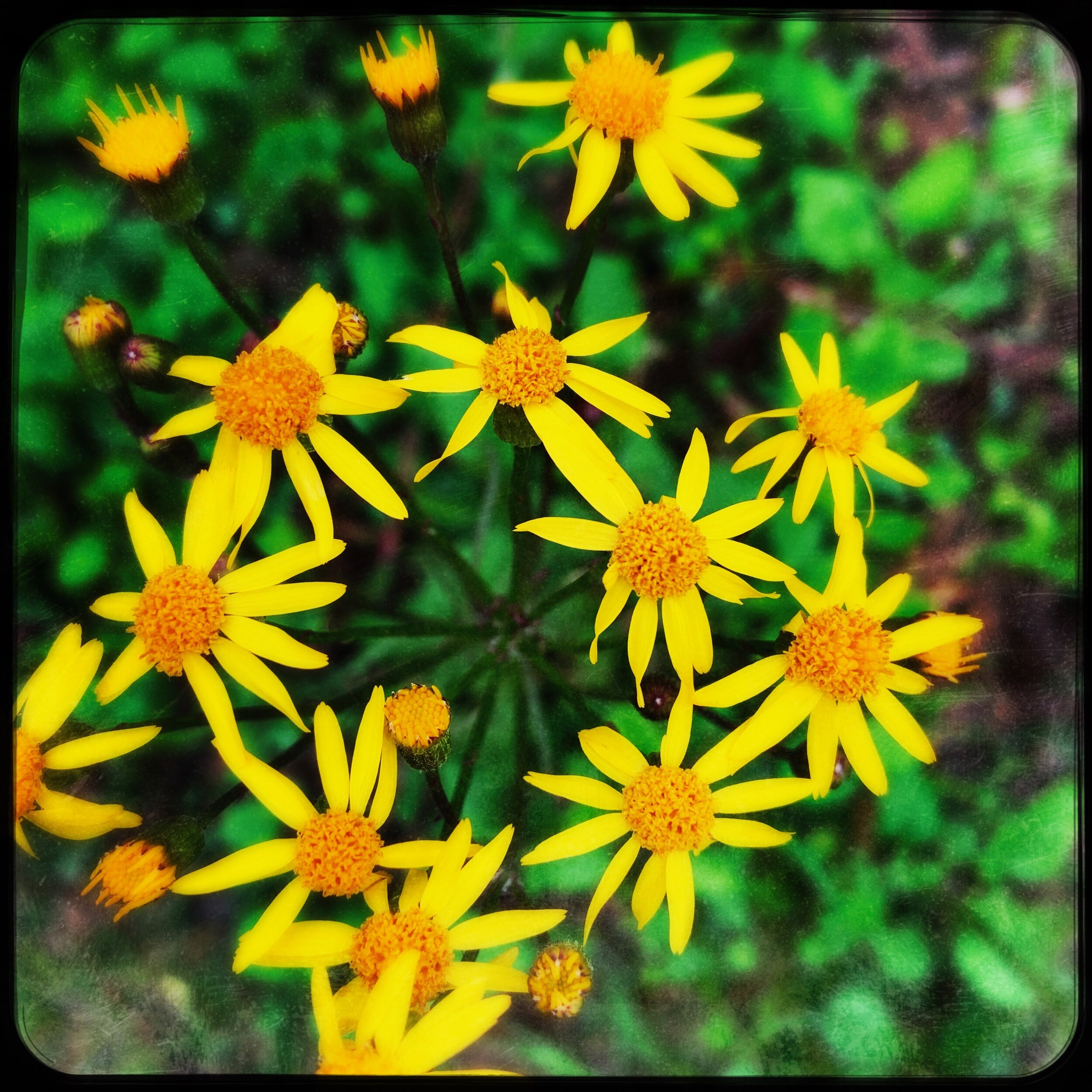 yellow wildflower.jpg