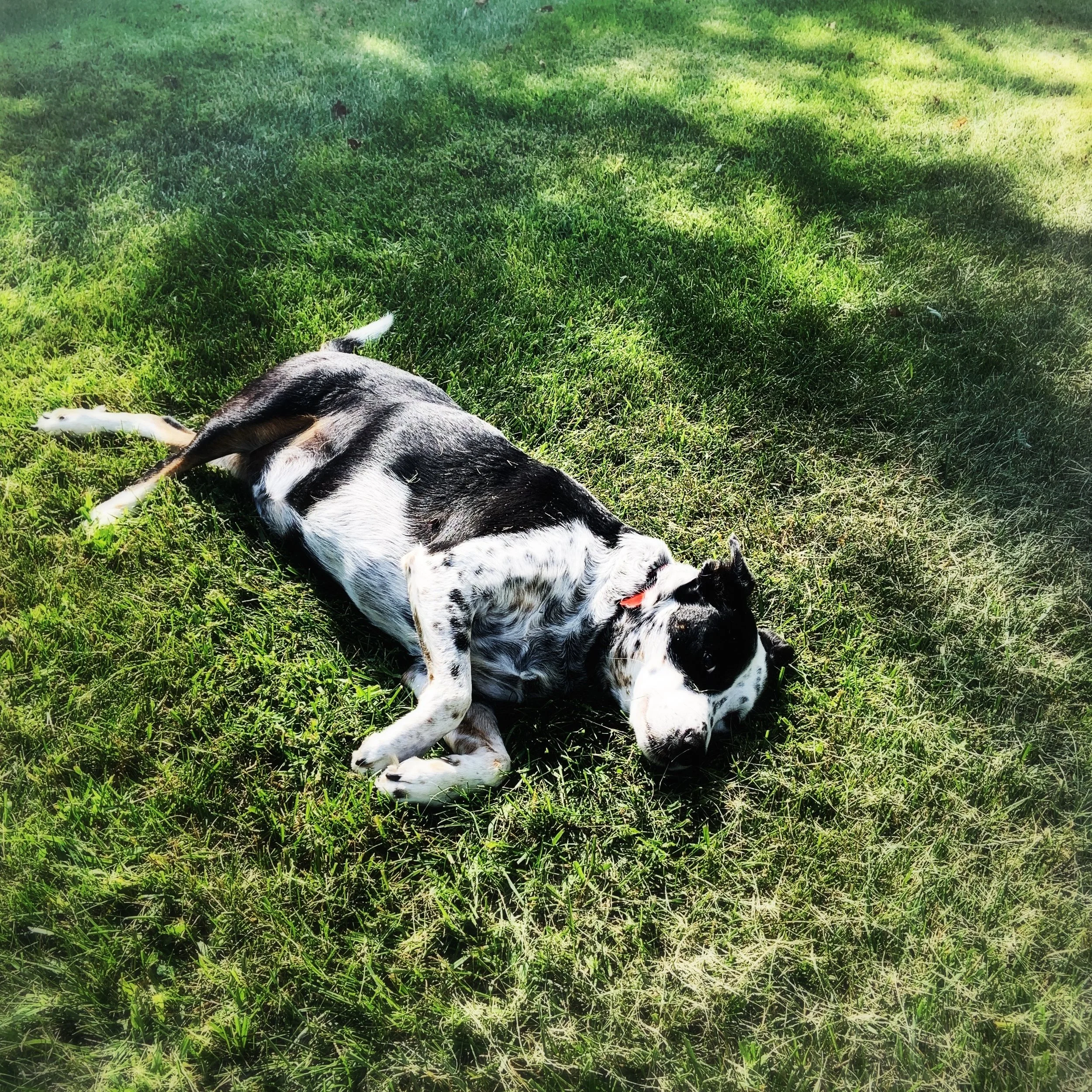 A black and white dog rolls happily in the summer grass with the person who loves him most.