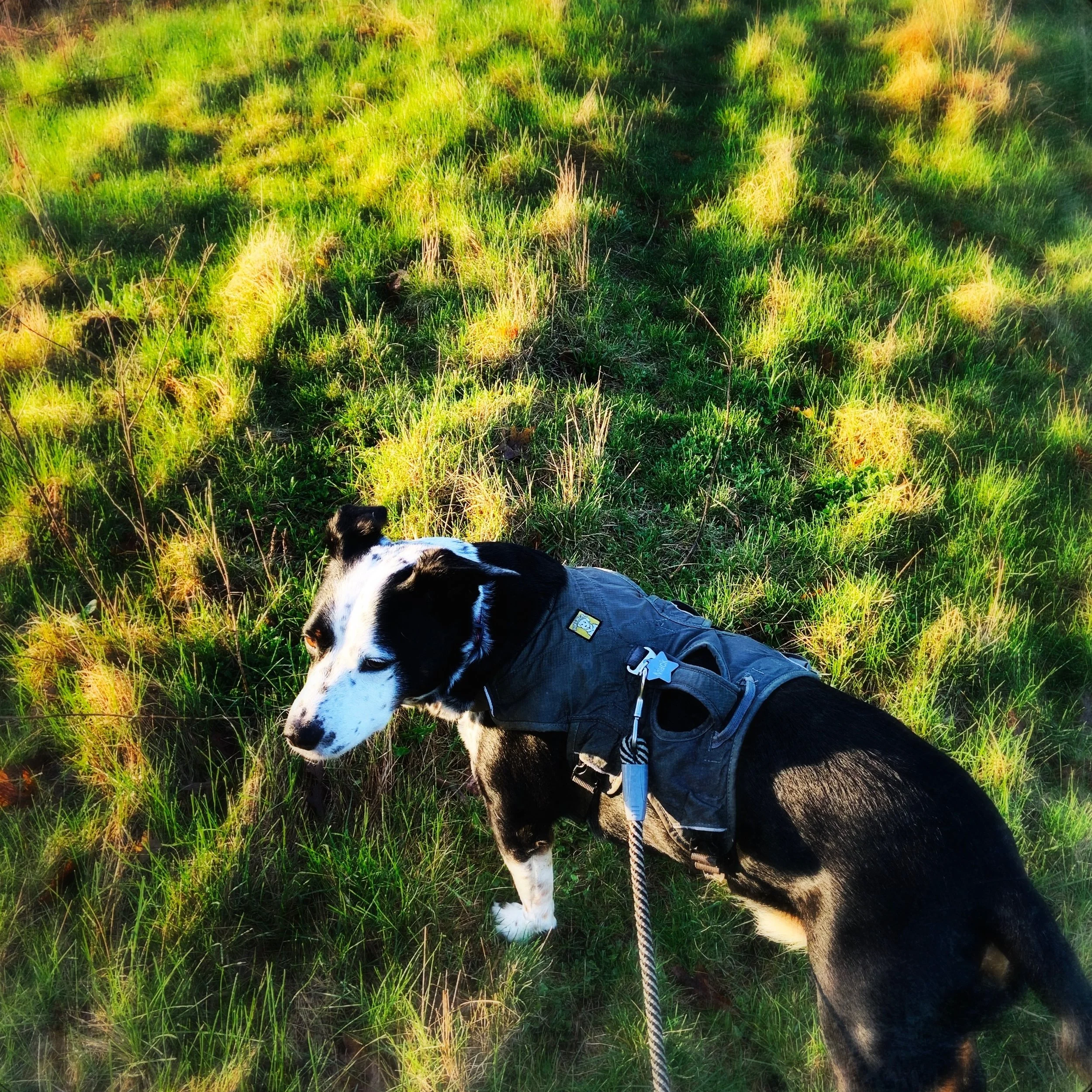 A black and white dog walks stands alert in grass in morning sun with the person who loves him most.