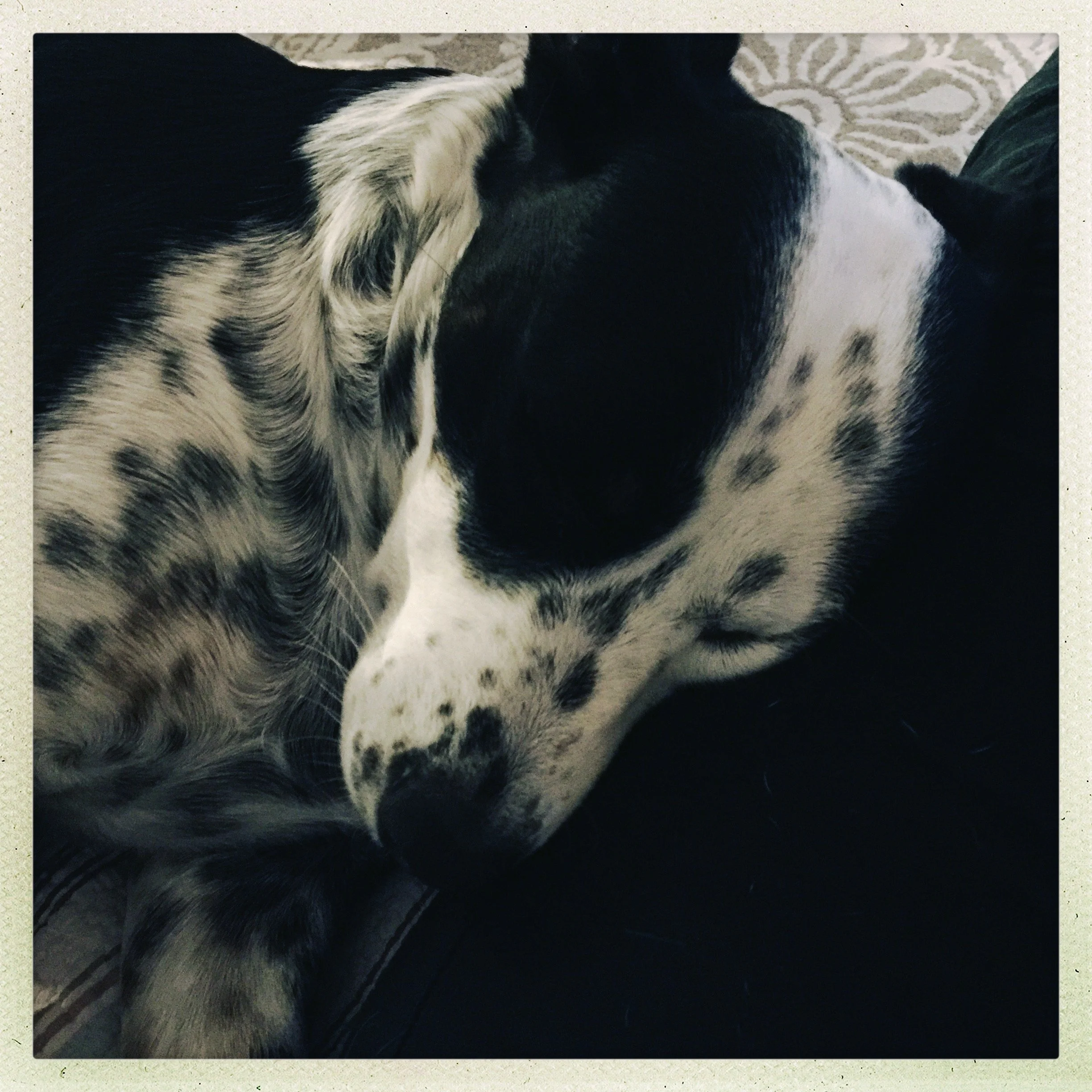 A black and white dog sleeps while leaning on the person who loves him most.