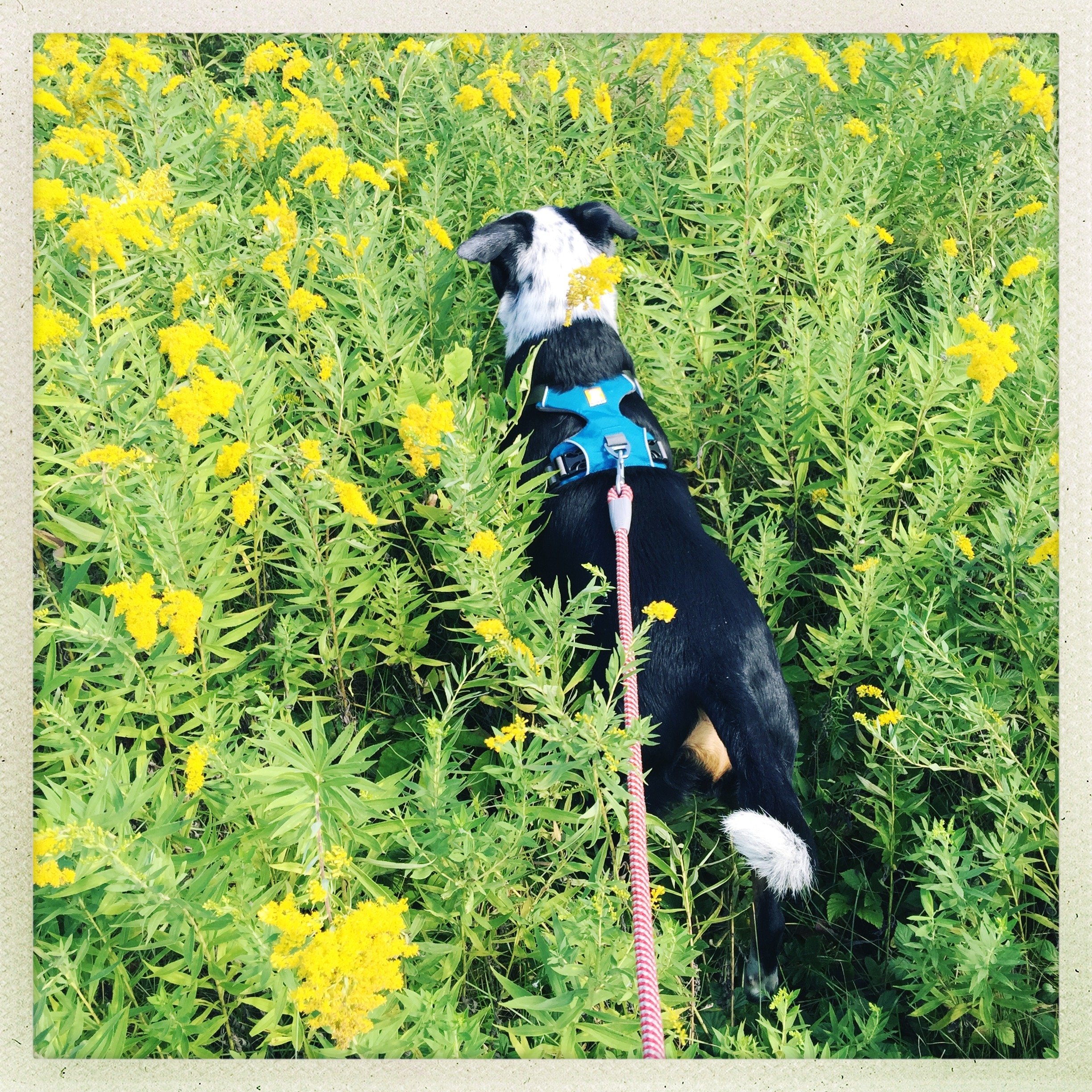 A beautiful black and white dog walks through a field of goldenrod with the person who loves him most.