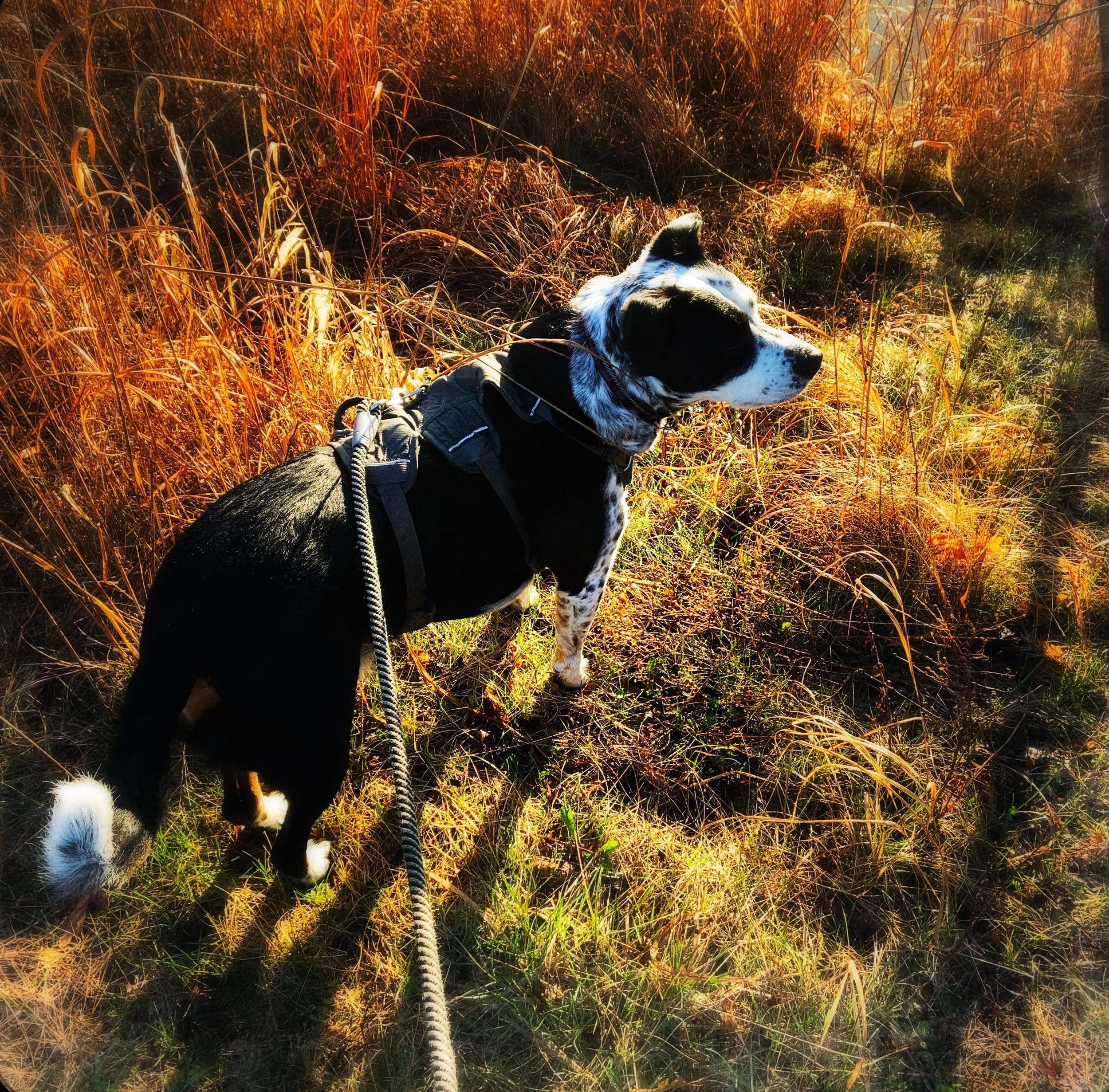 A black and white dog stands in tall dry grasses dappled in sun with the person who loves him most.