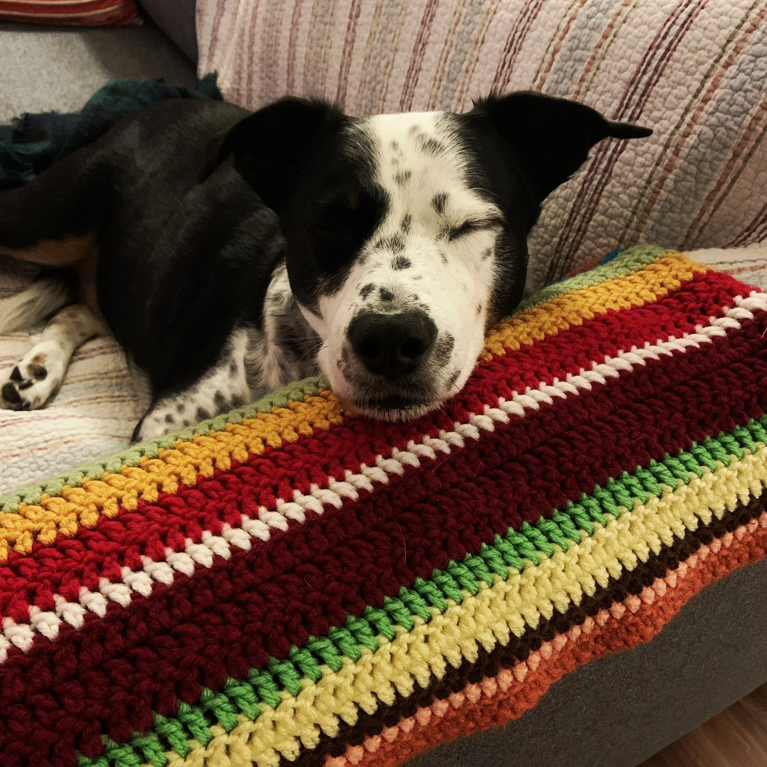 A black and white dog sleeping with his chin on the arm of a couch.