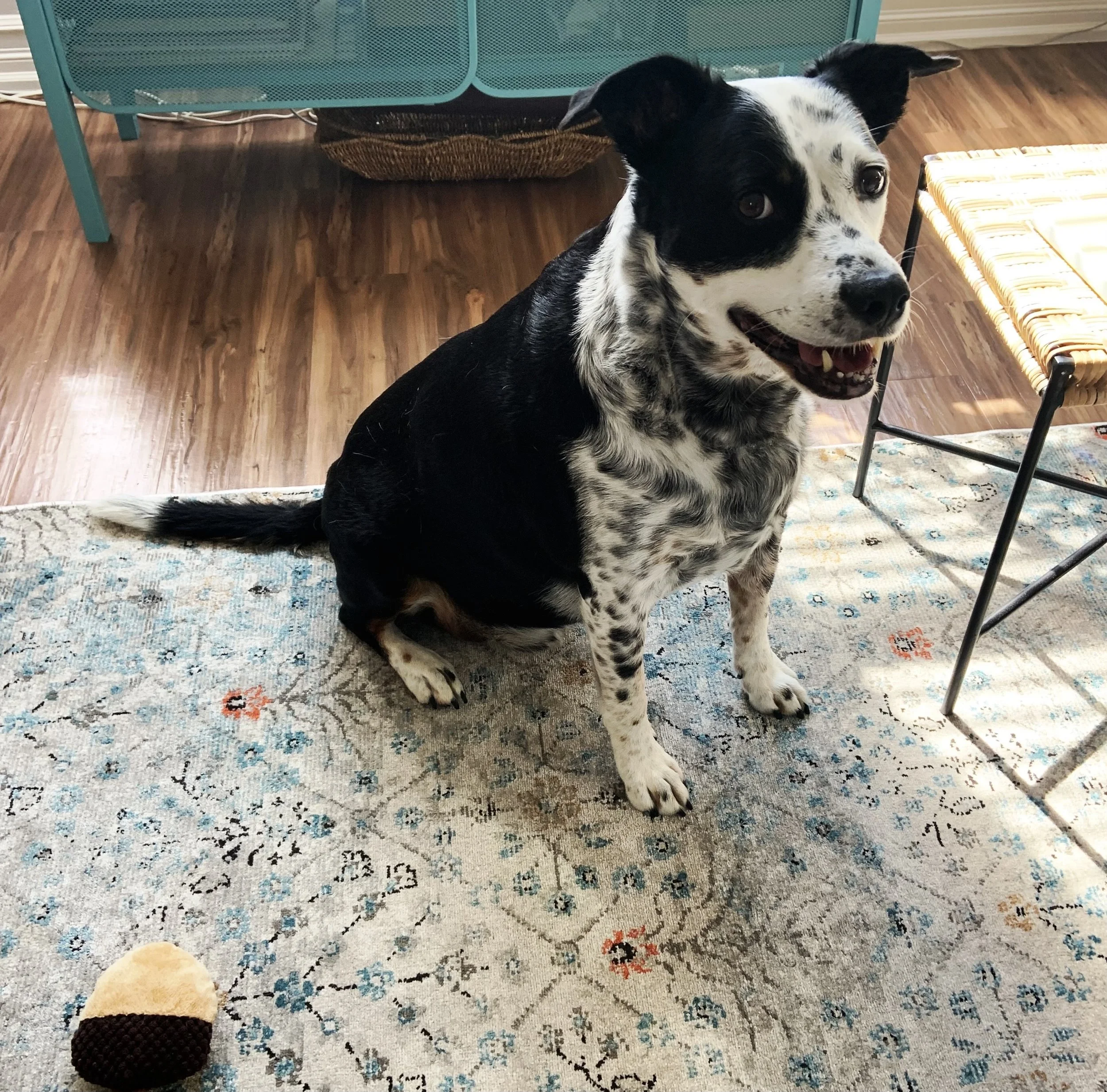 A black and white dog inside his home on a bright day, smiling at the person who loves him most.