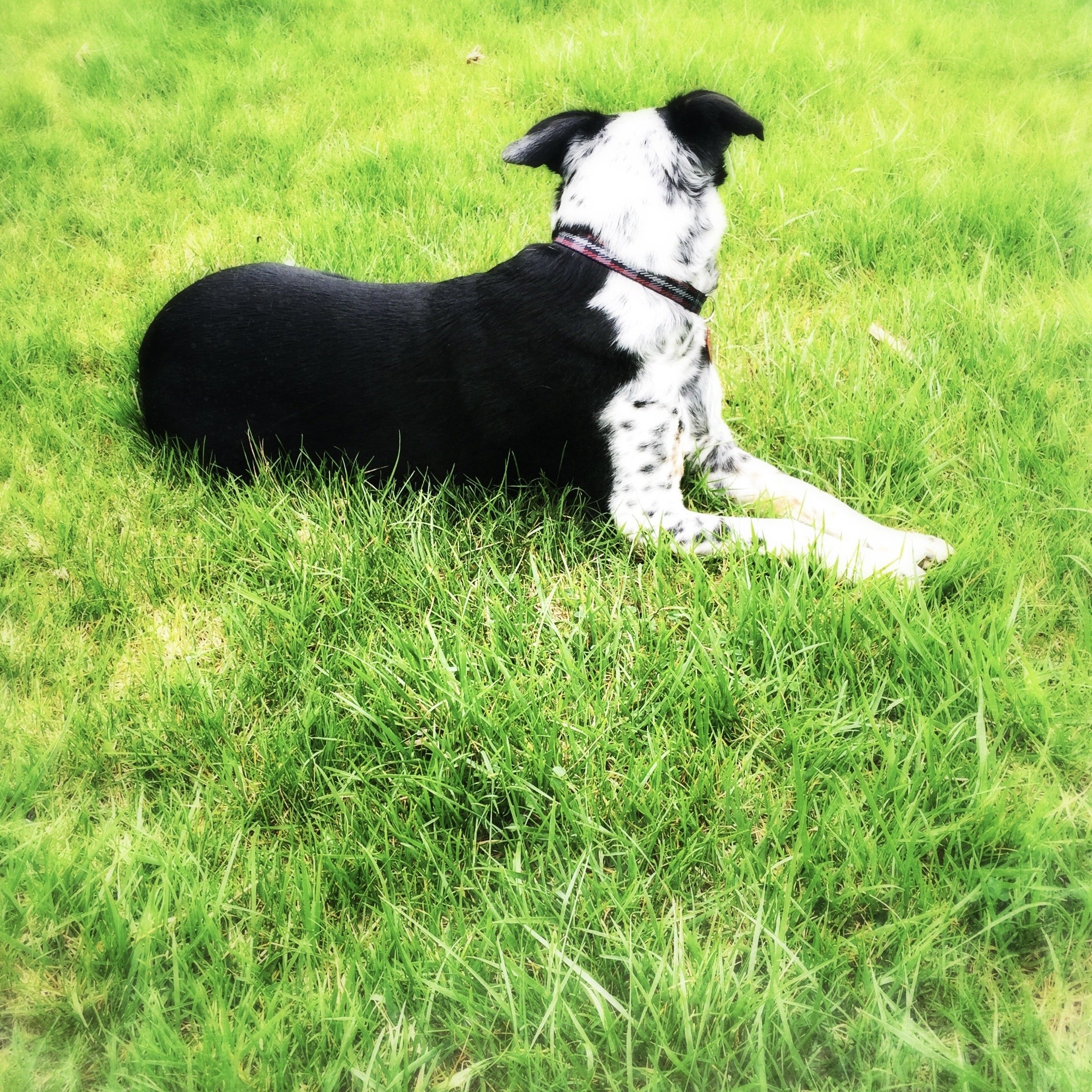 A black and white dog seen from behind lyng in the summer grass with the person who loves him most.